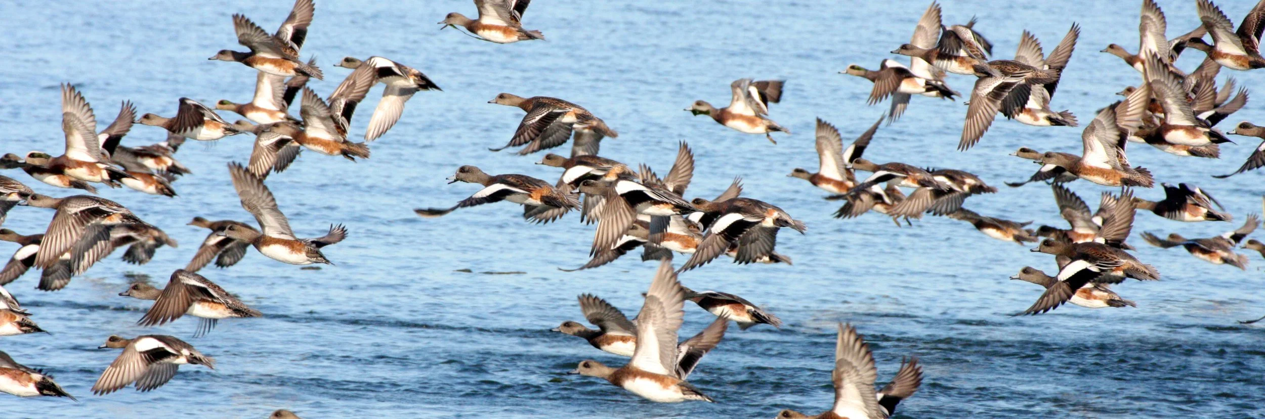 WIGEON - AMERICAN WIGEON - Mareca americana - THREE CRABS DUNGENESS RIVER MOUTH WETLAND SEQUIM WASHINGTON (11).JPG