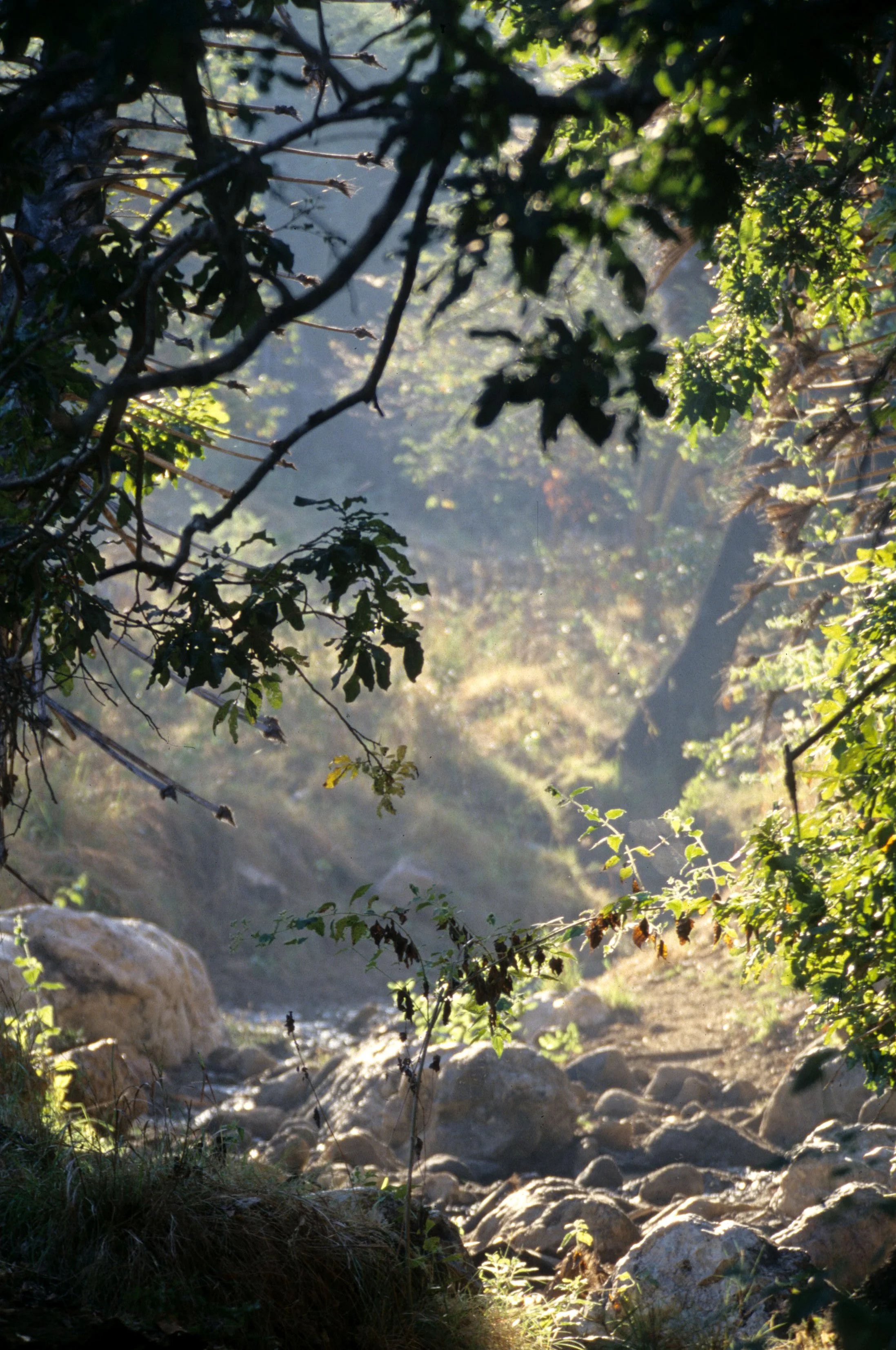 KOMODO - DRY GULCH RIVERINE HABITAT.jpg