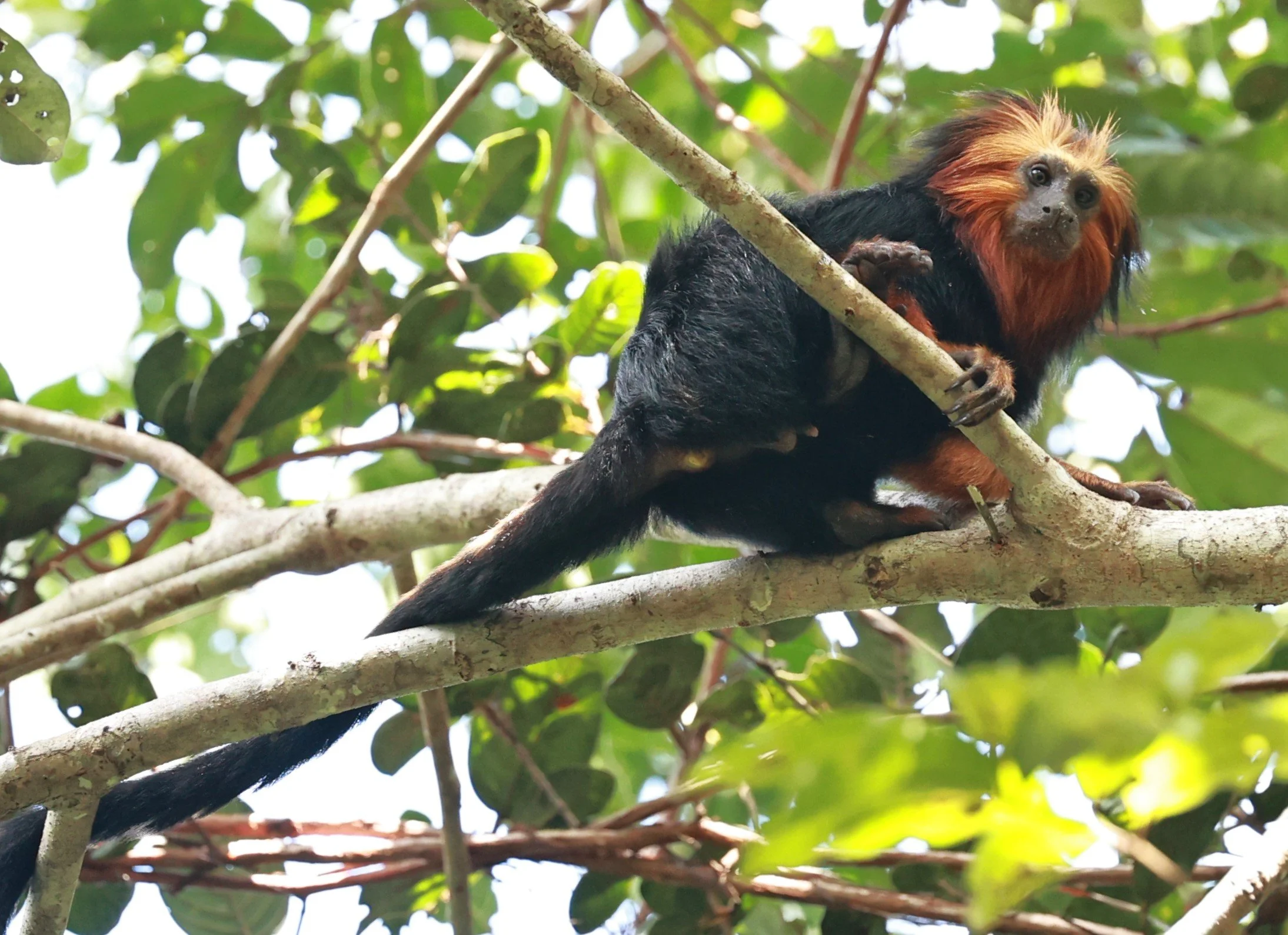 Callitrichidae - Leontopithecus chrysomelas - Golden-headed Lion Tamarin - Illeus, Bahia Brazil, Una Township Area  (145).JPG