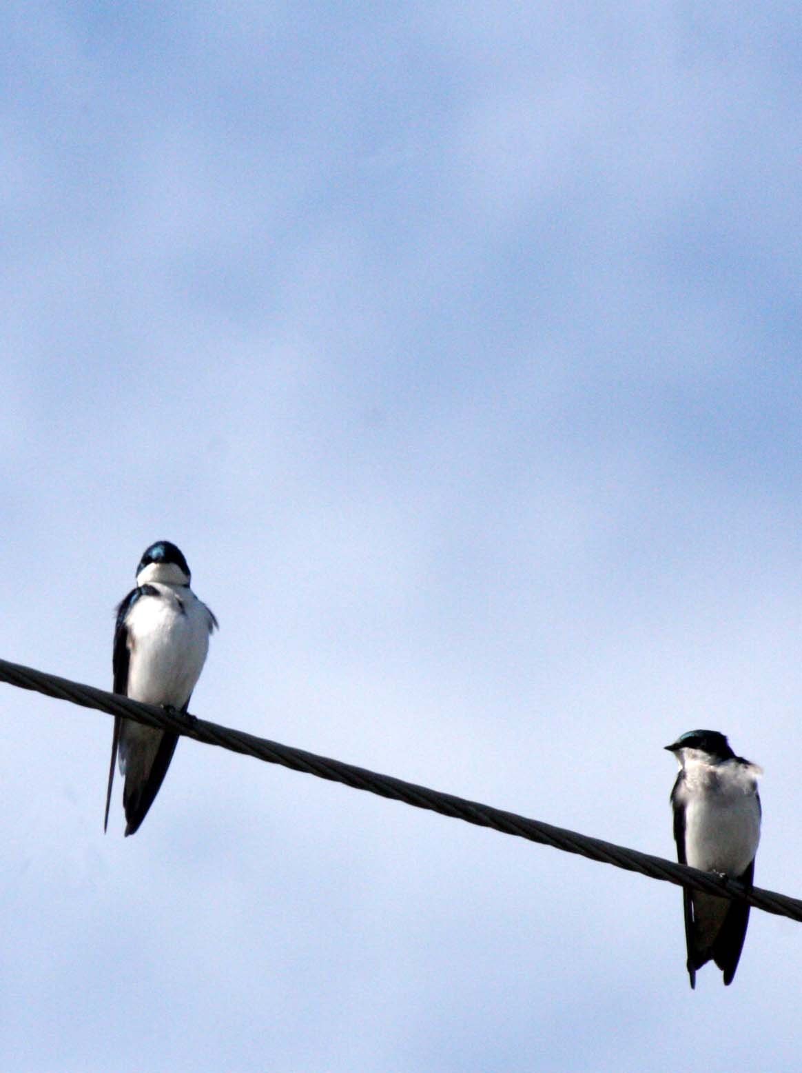 Tree Swallow (Tachycineta bicolor) Sequim Dungeness Three Crabs area (3).JPG