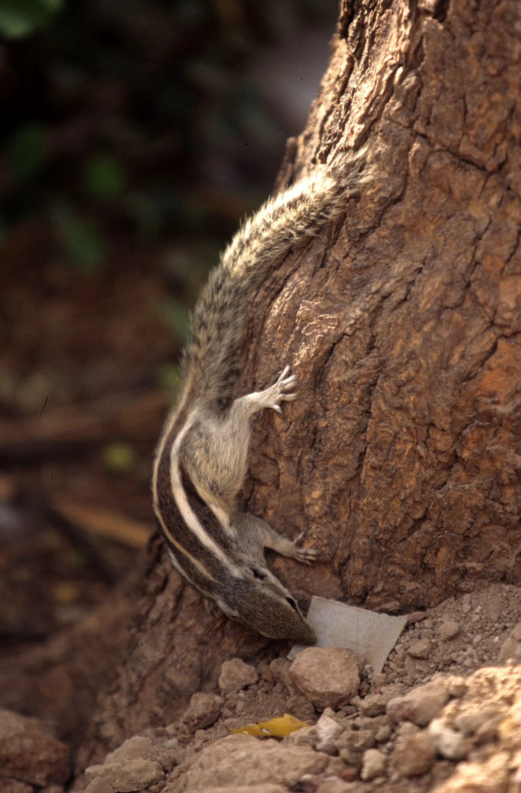 RODENTIA - SQUIRREL - SPECIES A - KALEODEO INDIA A.jpg
