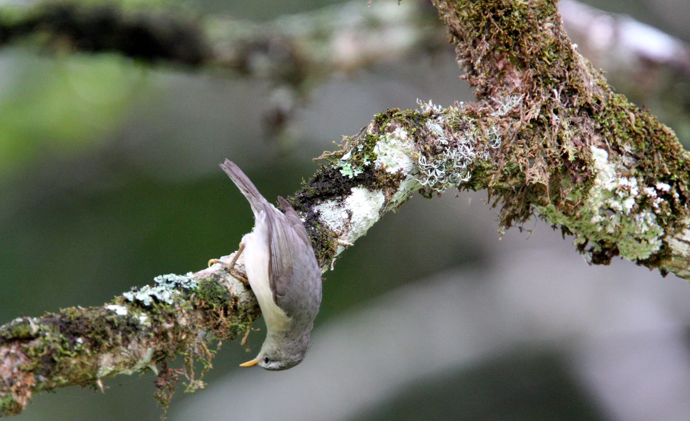 BIRD - JERY - COMMON JERY - NEOMIXIS TENELLA - MANTADIA NATIONAL PARK MADAGASCAR (5).JPG