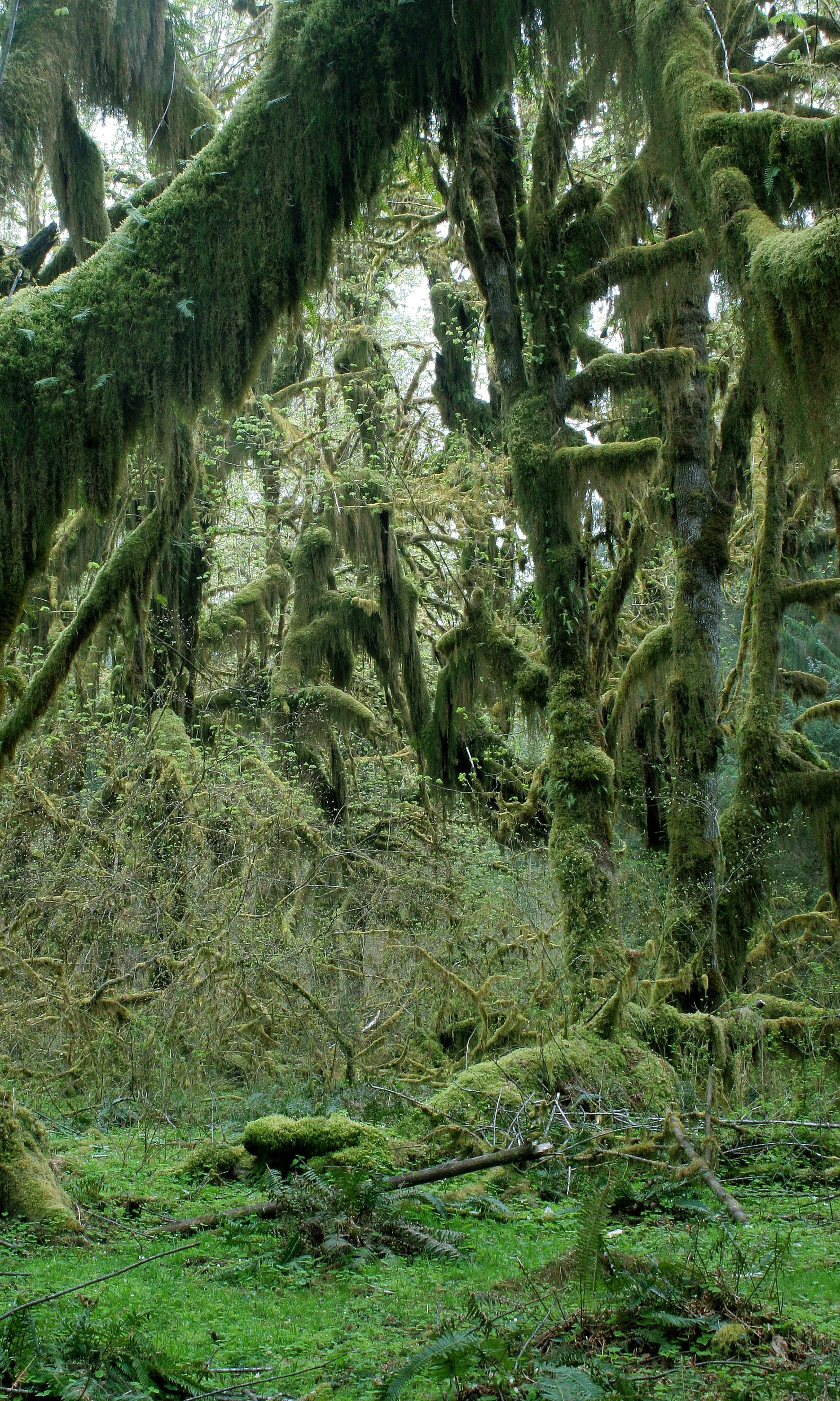 HOH RIVER VALLEY - HALL OF MOSSES (40).JPG