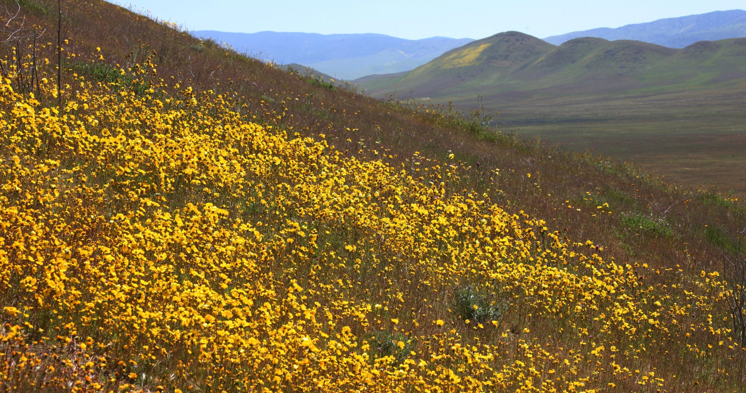 CARRIZO PLAIN NATIONAL MONUMENT - VIEWS OF THE REGION - ROADTRIP 2010 (57).JPG