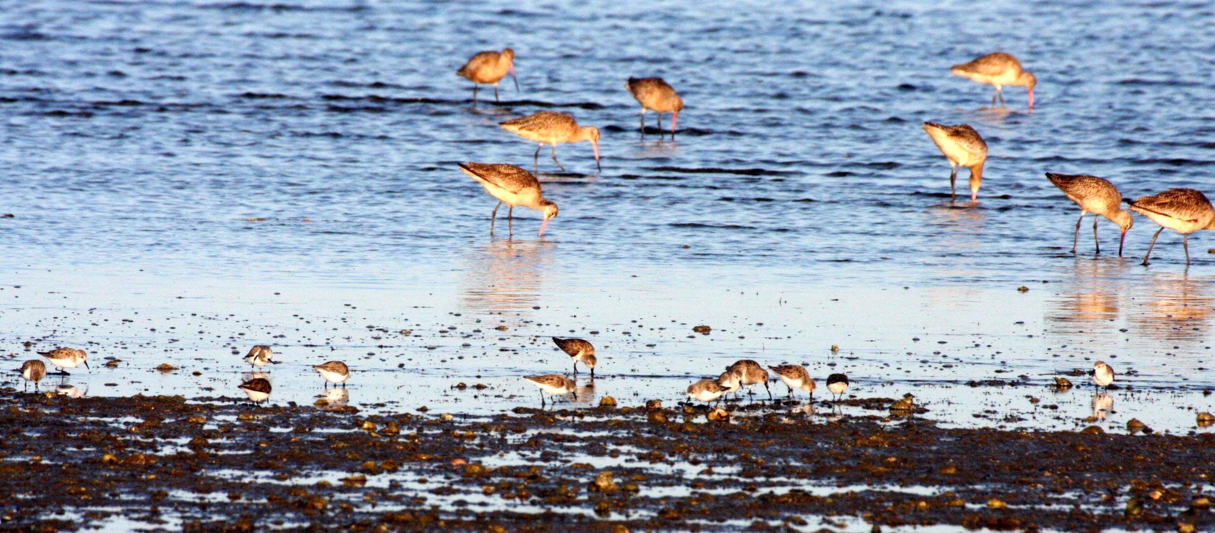 BIRD - GODWIT - MARBLED GODWIT WITH SANDPIPERS AND WILLETS.JPG