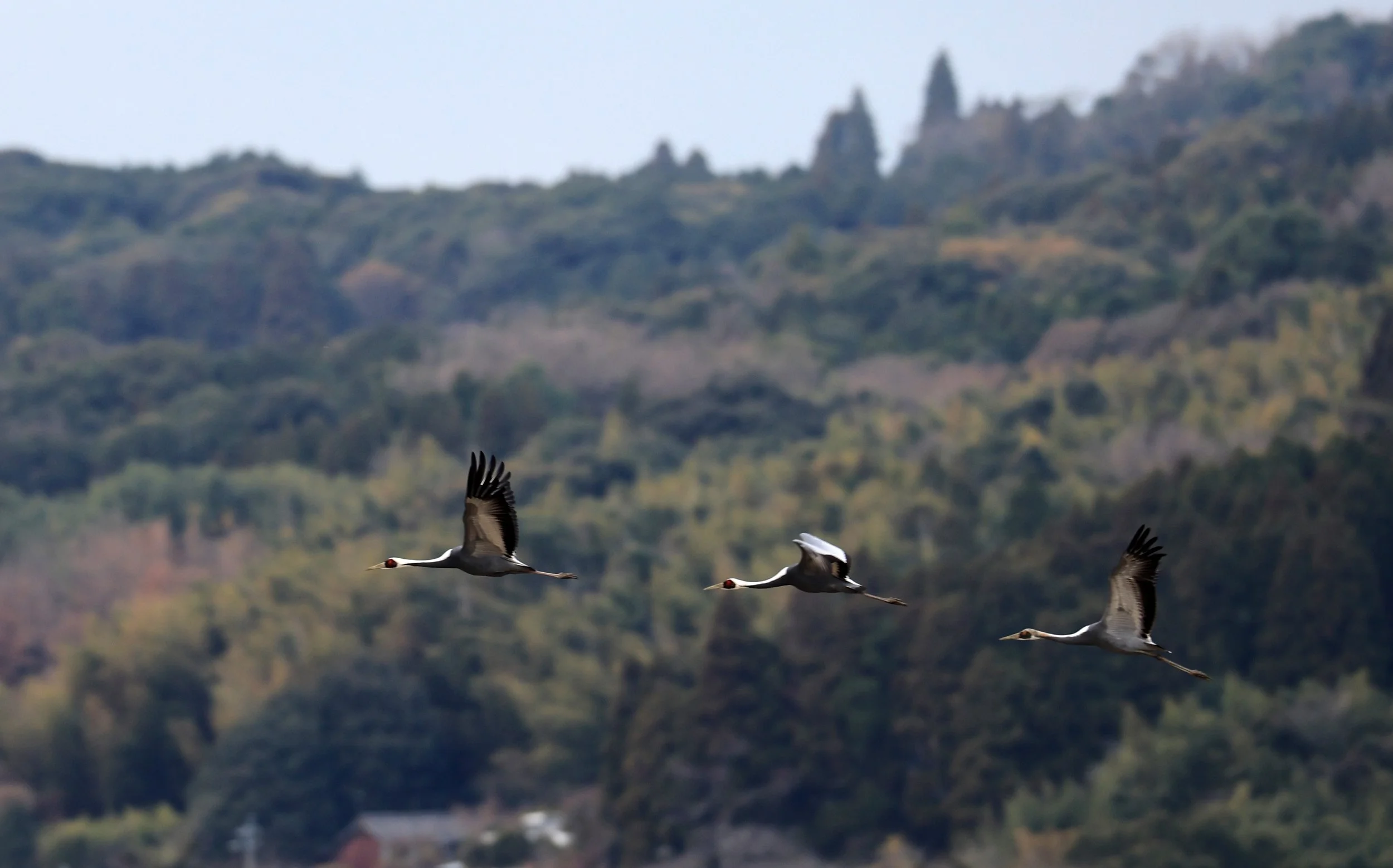White-naped Crane (Antigone vipio) Izumi Crane Park & Center, Izumi Kagoshima Kyushu Japan (126).jpg