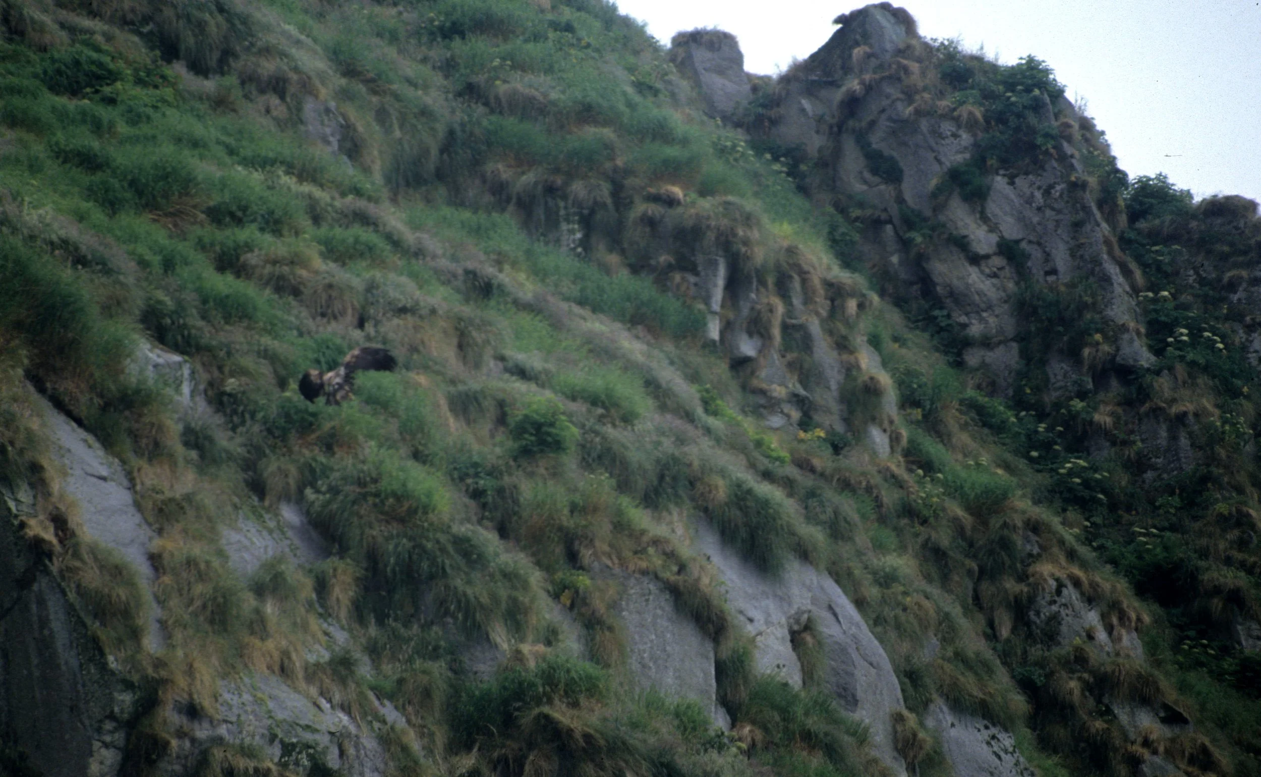 Aquila chrysaetos canadensis - AMERICAN GOLDEN EAGLE - INTERIOR ALASKA.jpg