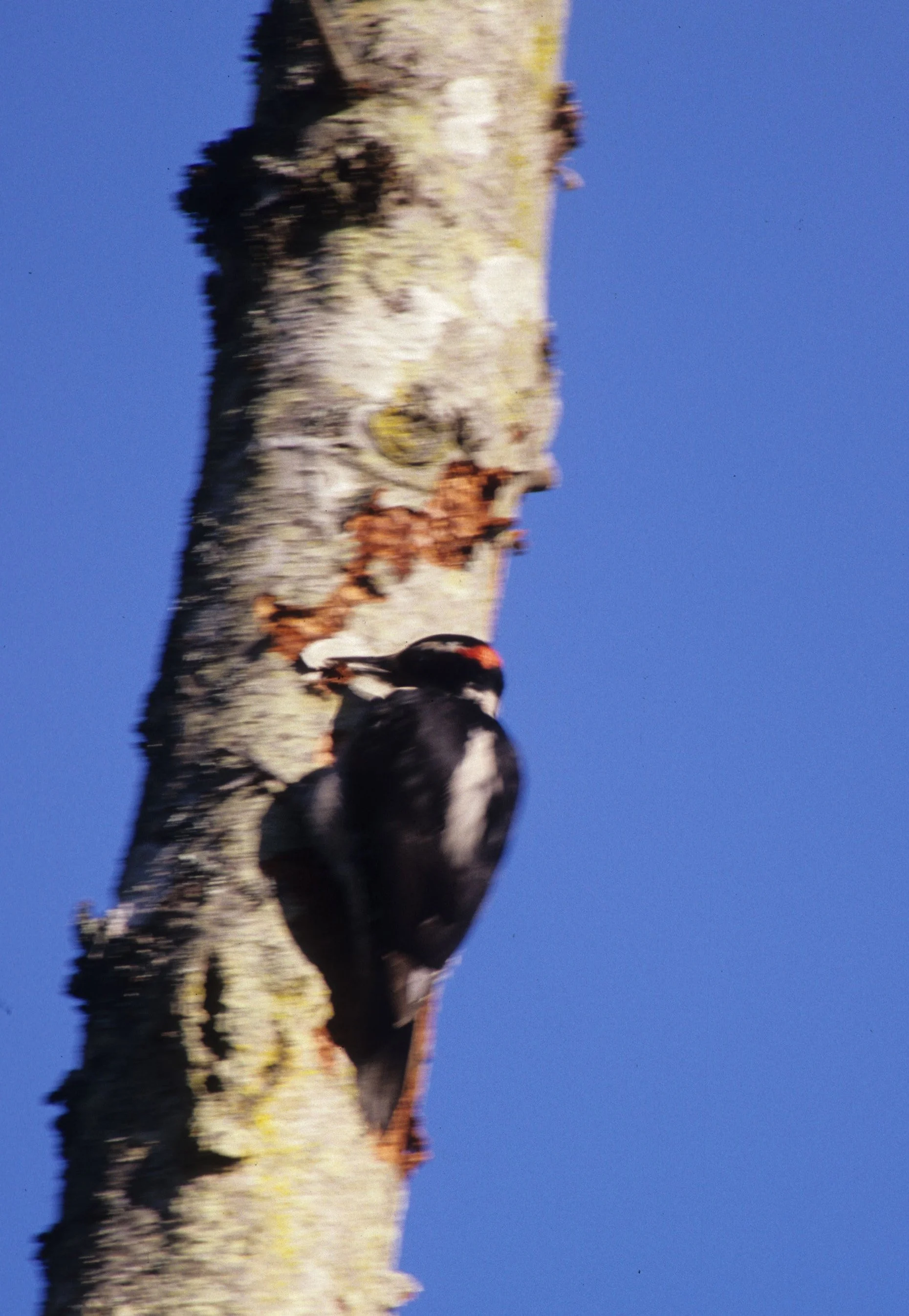 BIRD - WOODPECKER - HAIRY - LAKE FARM A.jpg