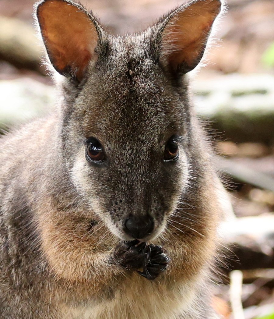 Tammar Wallaby (Notamacropus eugenii eugenii) Hanson Bay Kangaroo Island - South Australia