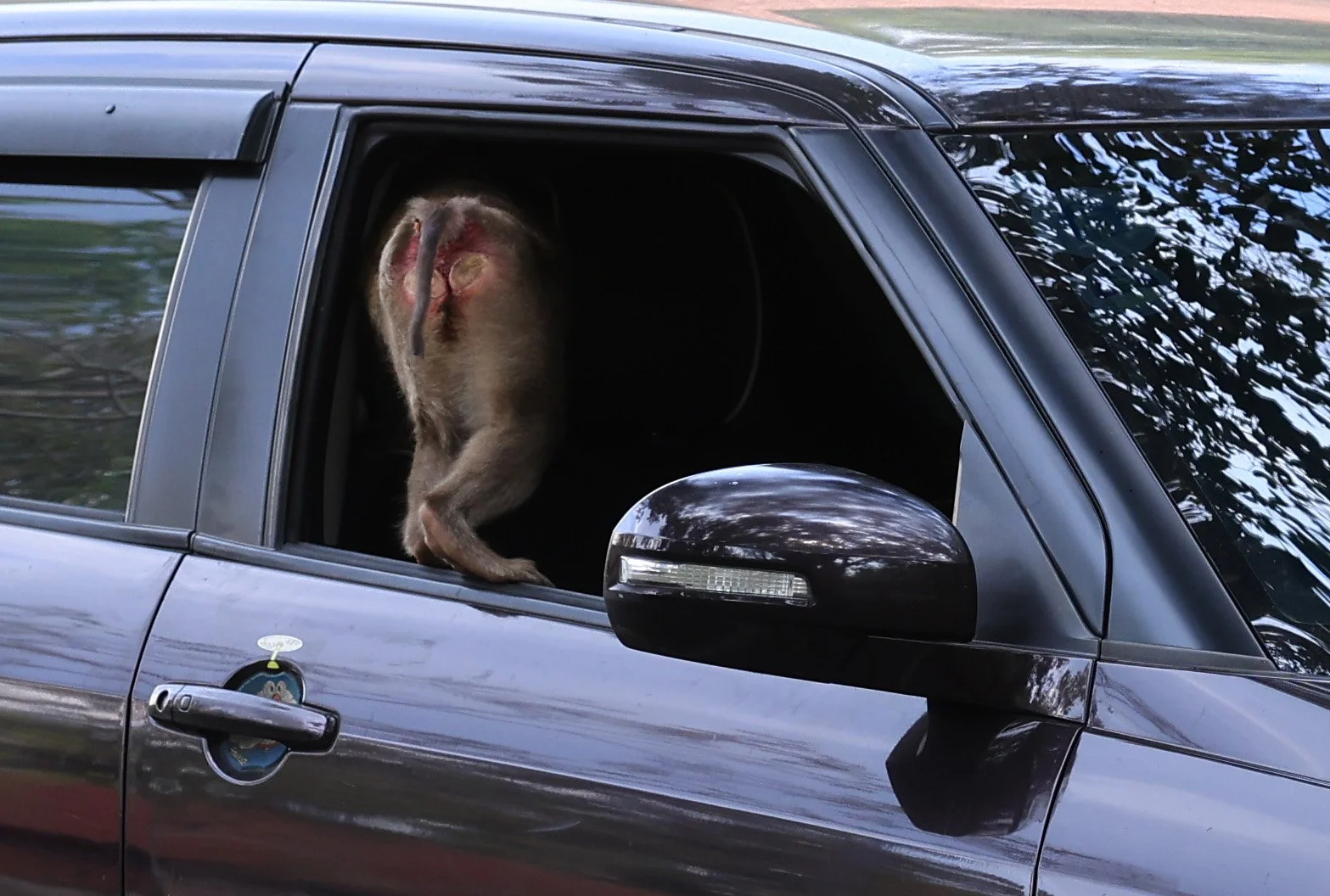Northern Pig-tailed Macaque (Macaca leonina) Khao Yai National Park Feb 2026 Day 2 (18).jpg
