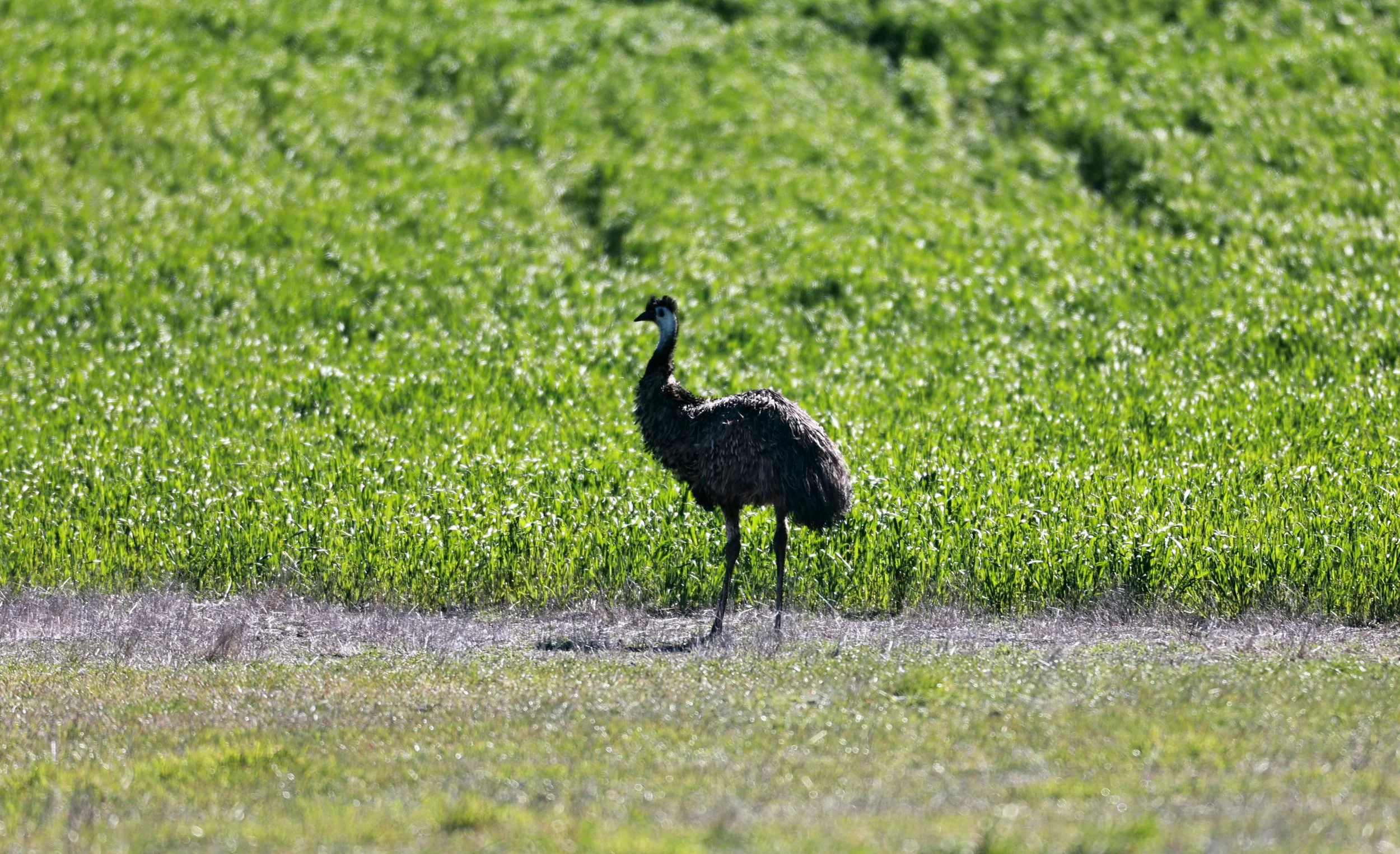 Emu (Dromaius novaehollandiae) Stirling Range NP - Western Australia (21).jpg