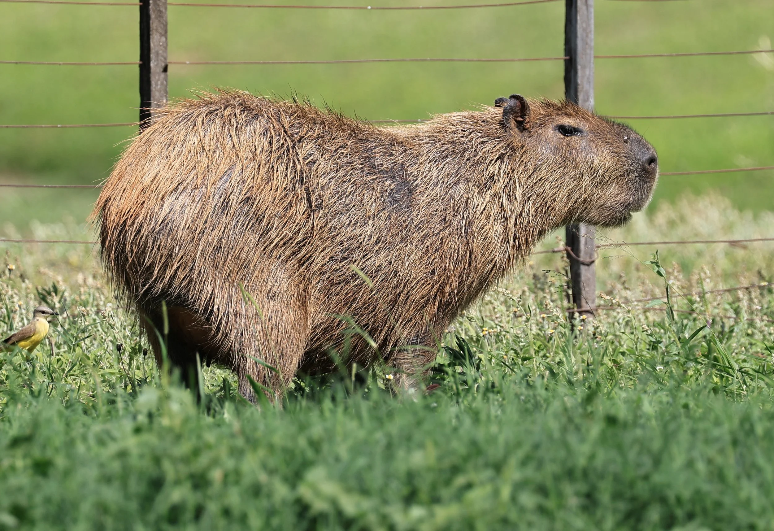 Capybara (Hydrochoerus hydrochaeris) Loma Plata Paraguay - Brunnen Strasse (43).jpg