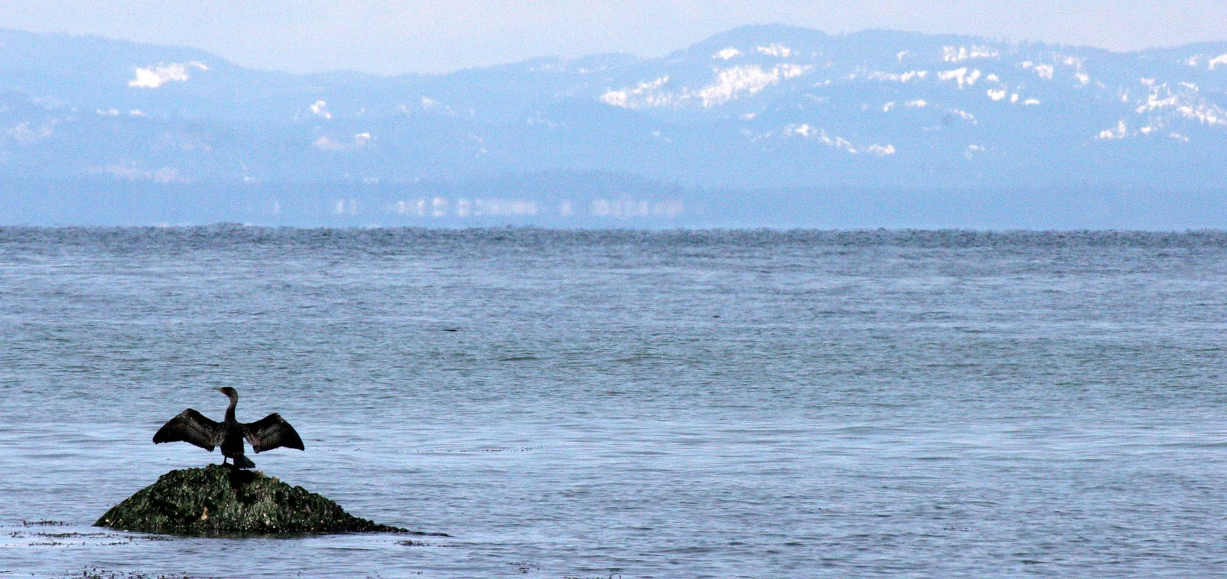 Nannopterum auritum - Double-crested Cormorant - Lake Farm Beach Olympic Peninsula Washington (9).JPG