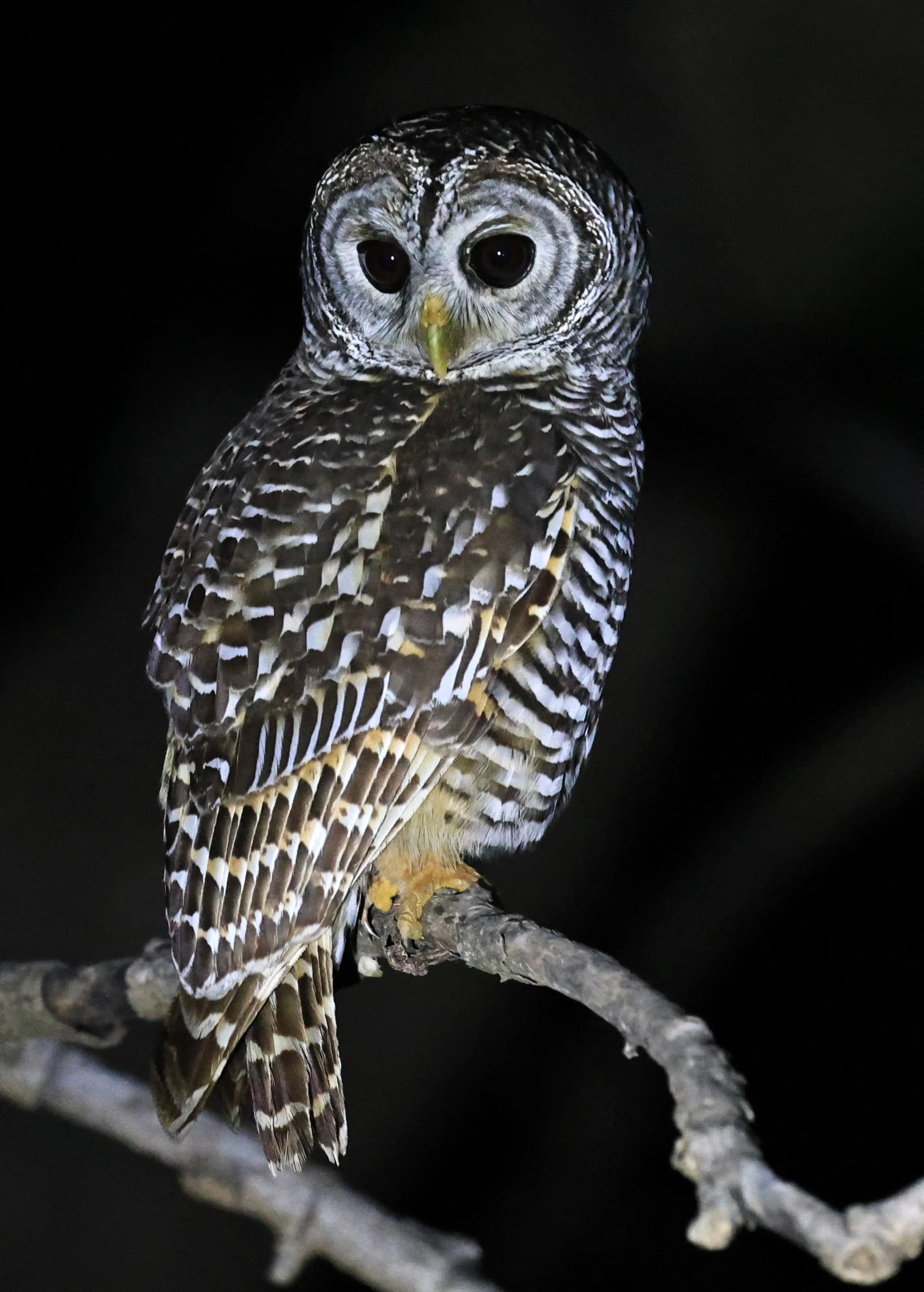 Chaco Owl (Strix chacoensis) Reserva Nueland  Selva Serena (27).jpg