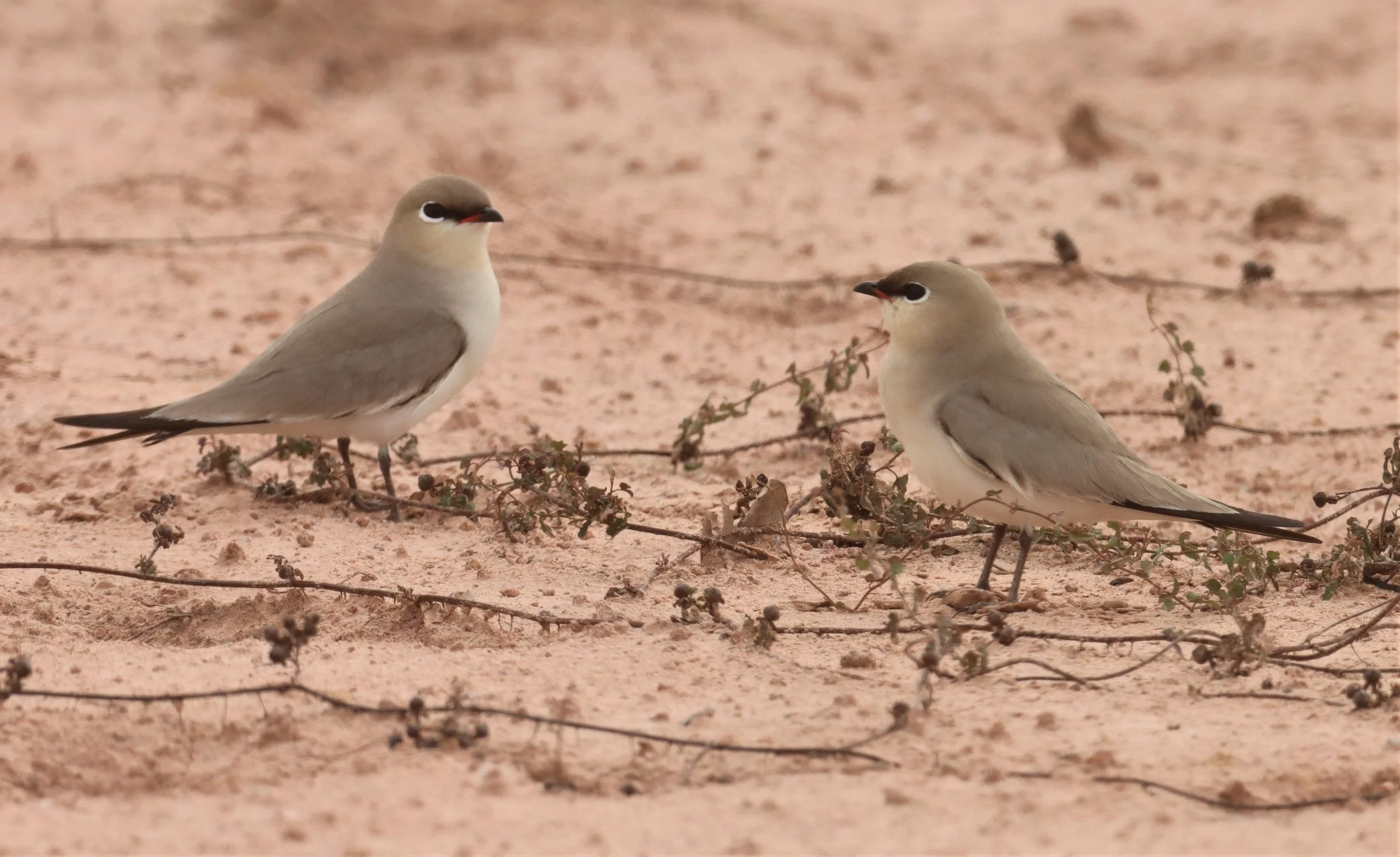 PRATINCOLE - SMALL PRATINCOLE - Glareola lactea - KABIN BURI WETLANDS 15KM OUT ON 304 (131).jpg