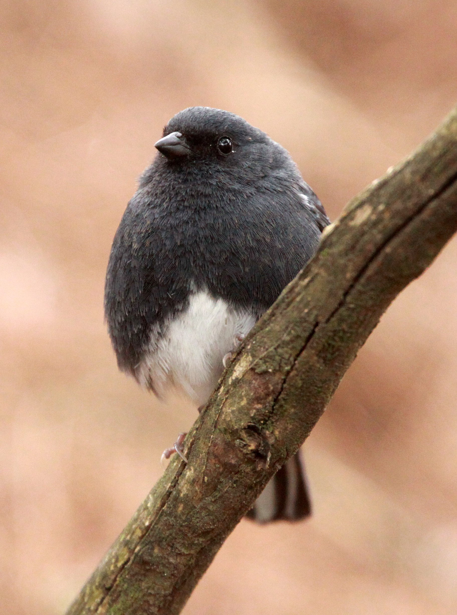 Slaty Bunting (Emberiza siemsseni) Huangshan NP Anhui China (6).JPG
