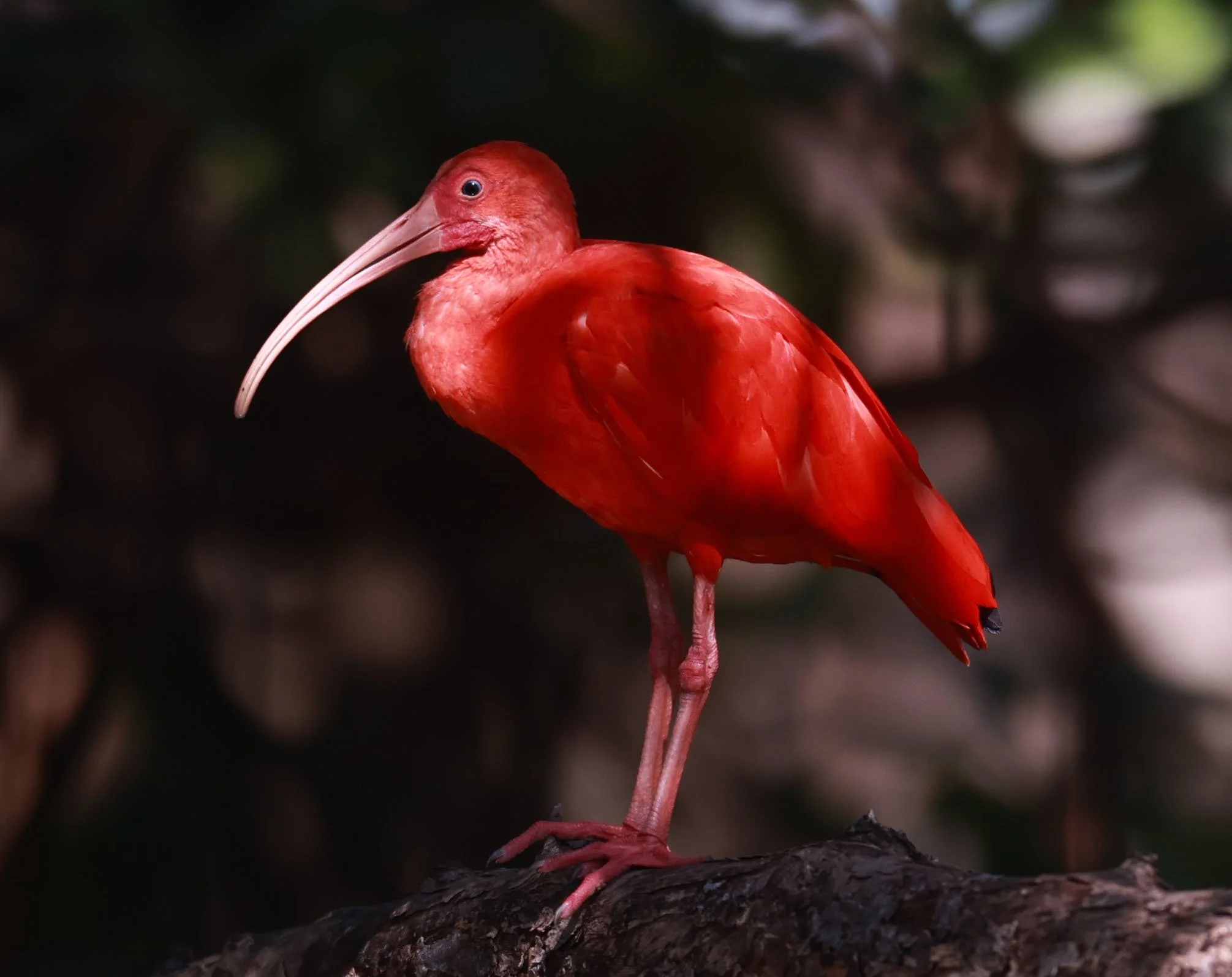 Ibis - Scarlet Ibis - Eudocimus ruber - 29 Songkaow Cafe, Chachoengsao Thailand (197).jpg
