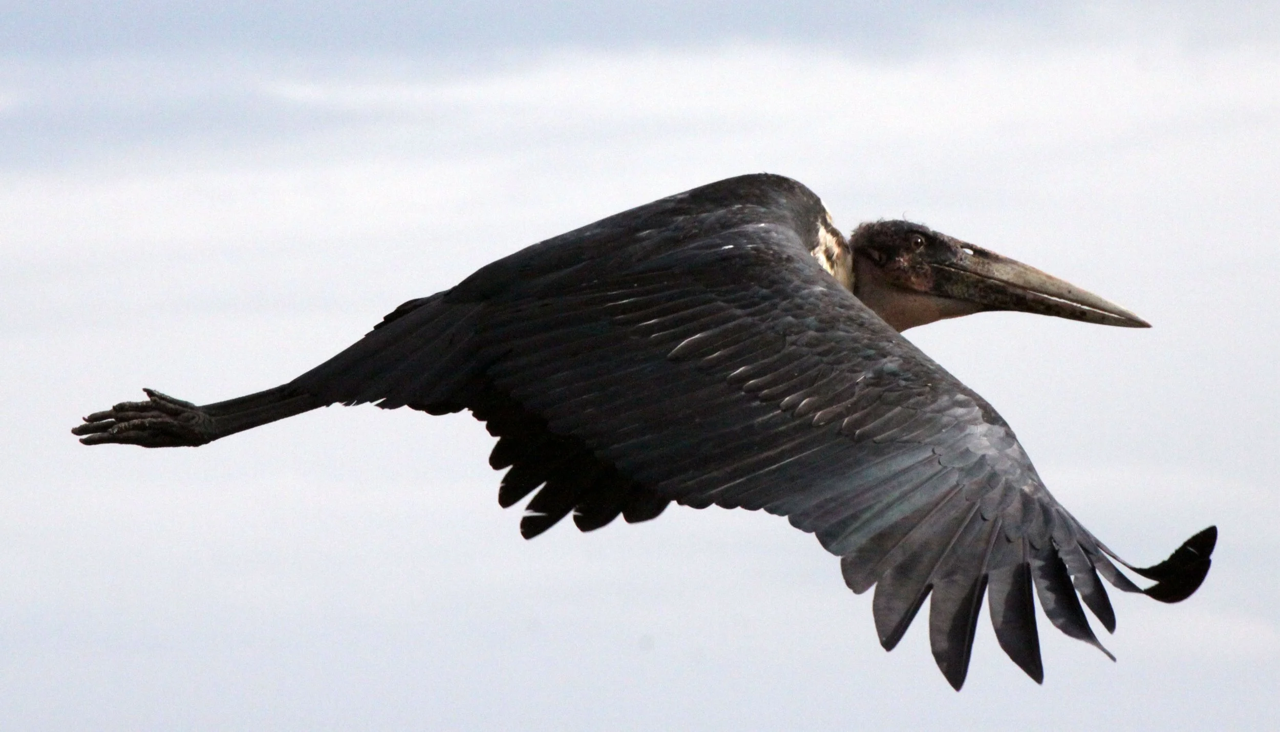 STORK - MARABOU STORK - Leptoptilos crumenifer - LAKE AWASSA ETHIOPIA (7).JPG
