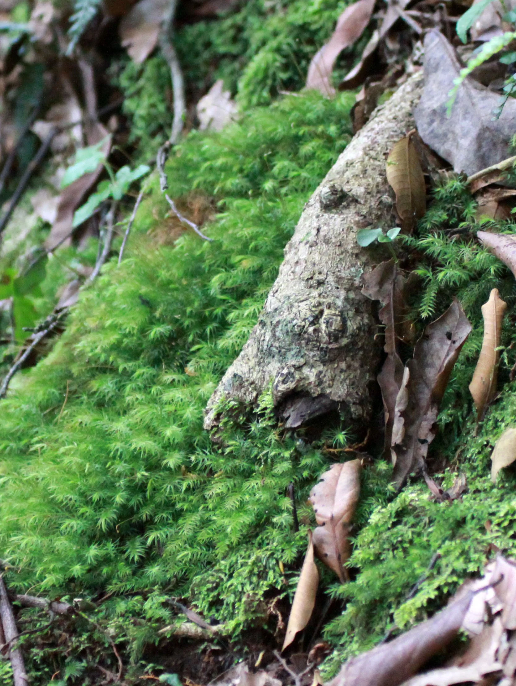 NYUNGWE NATIONAL PARK RWANDA (504).JPG