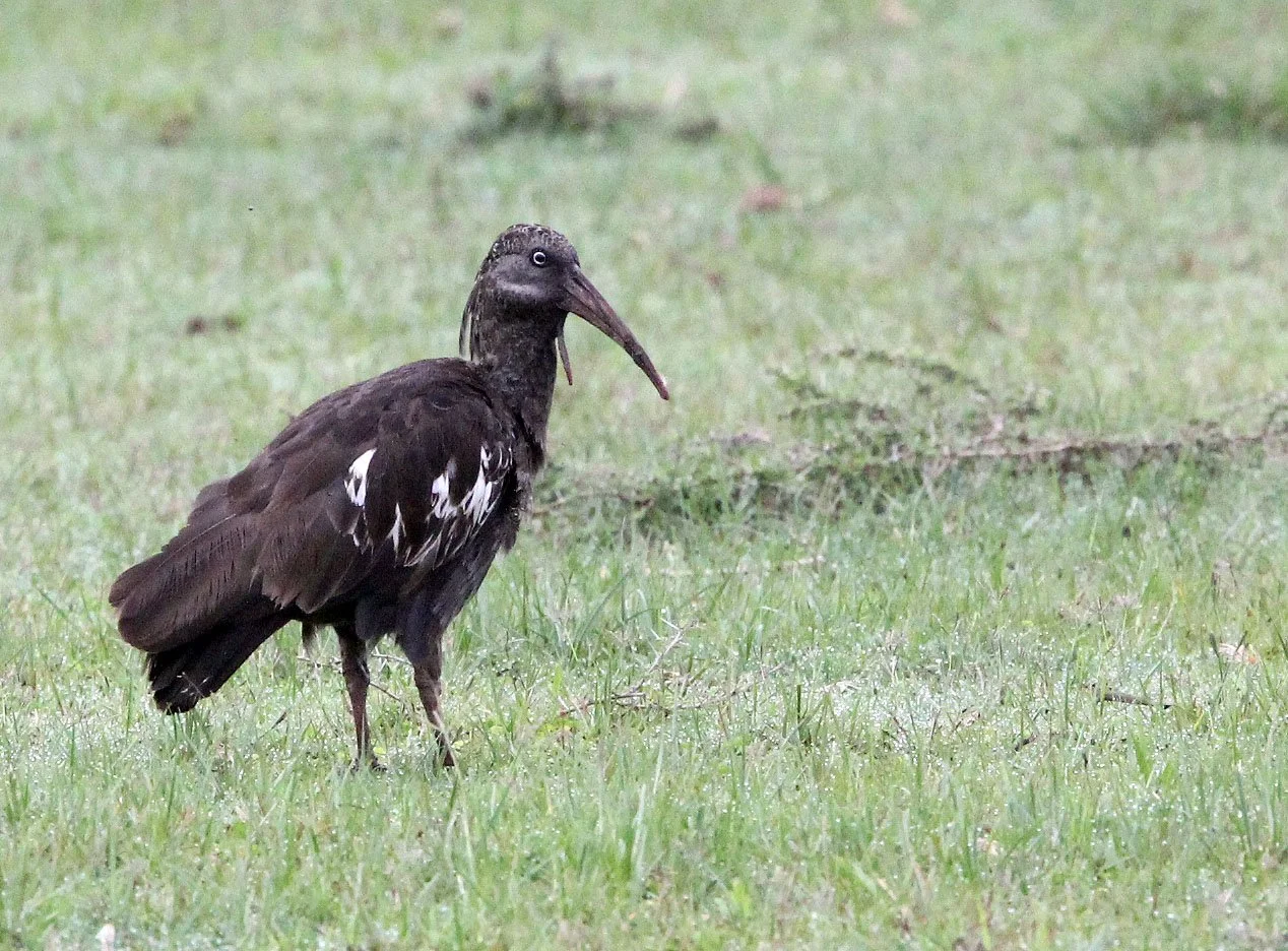IBIS - WATTLED IBIS - Bostrychia carunculata - LANGANO LAKE ETHIOPIA (5).JPG