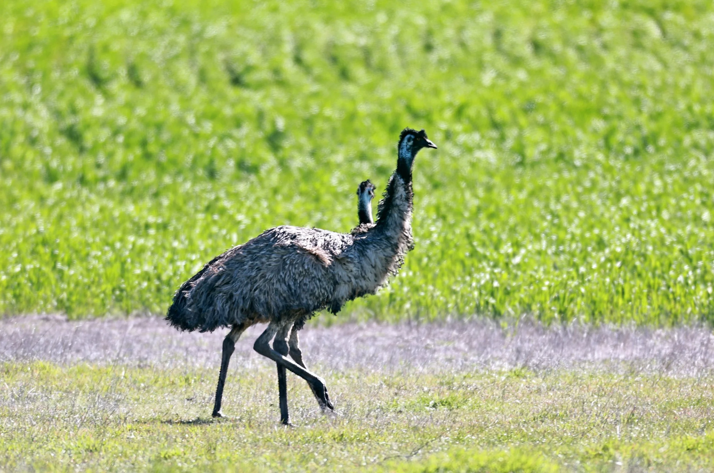 Emu (Dromaius novaehollandiae) Stirling Range NP - Western Australia (2).jpg