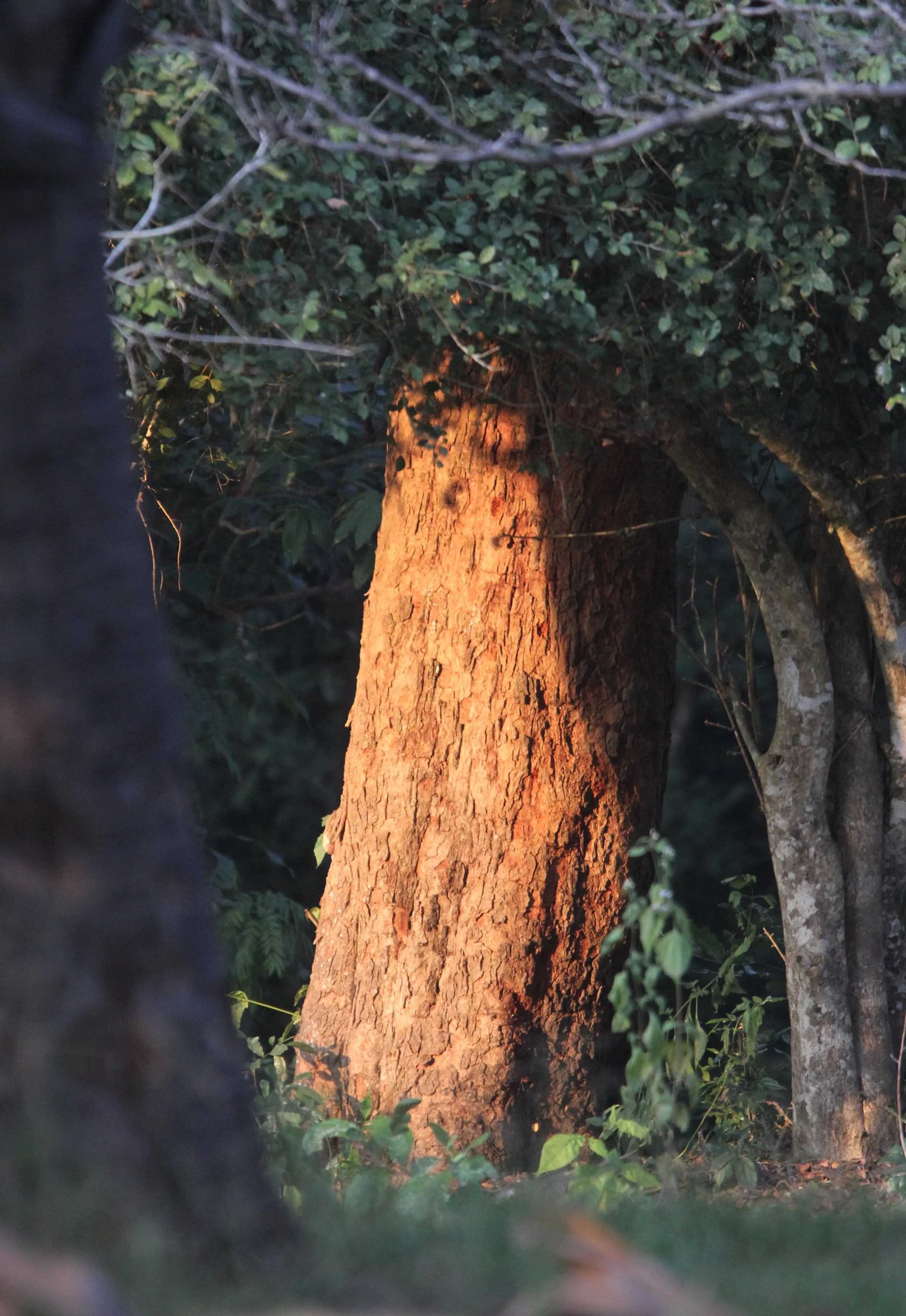 Reddish-brown bark of a Neem tree (Azadirachta indica) illuminated by the sun. 
The bark is deeply fissured and brown or reddish in color. Neem trees are widely grown in Thailand and throughout the tropics. 