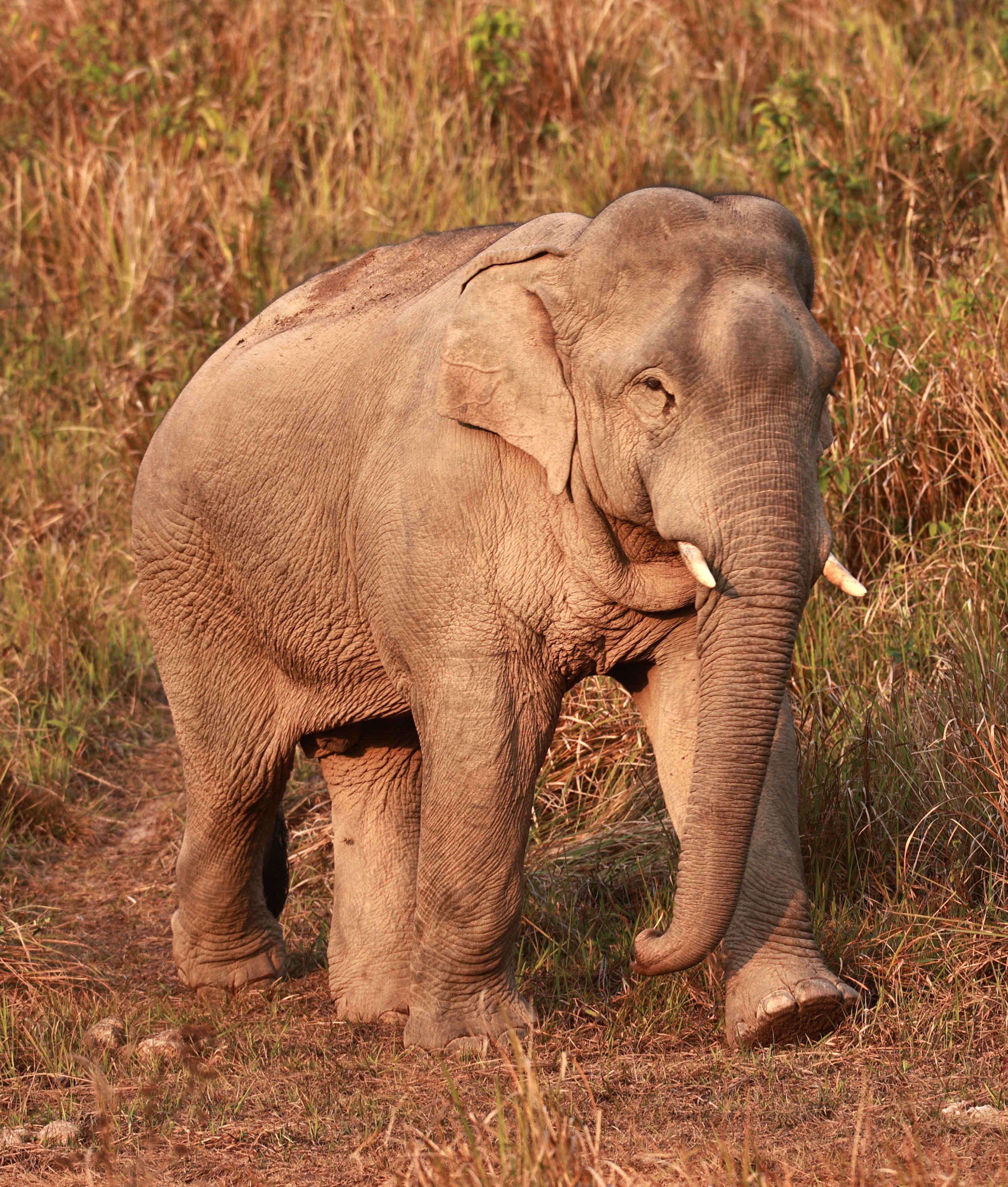 Asian Elephant (Elephas maximus) Khao Yai National Park, Thailand (60).jpg