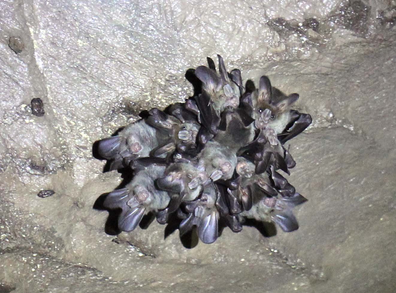 FALSE-VAMPIRE - GREATER FALSE-VAMPIRE BAT - Megaderma lyra - NAMTHALU, KHAO SOK NATIONAL PARK - SURATTHANI (1).JPG