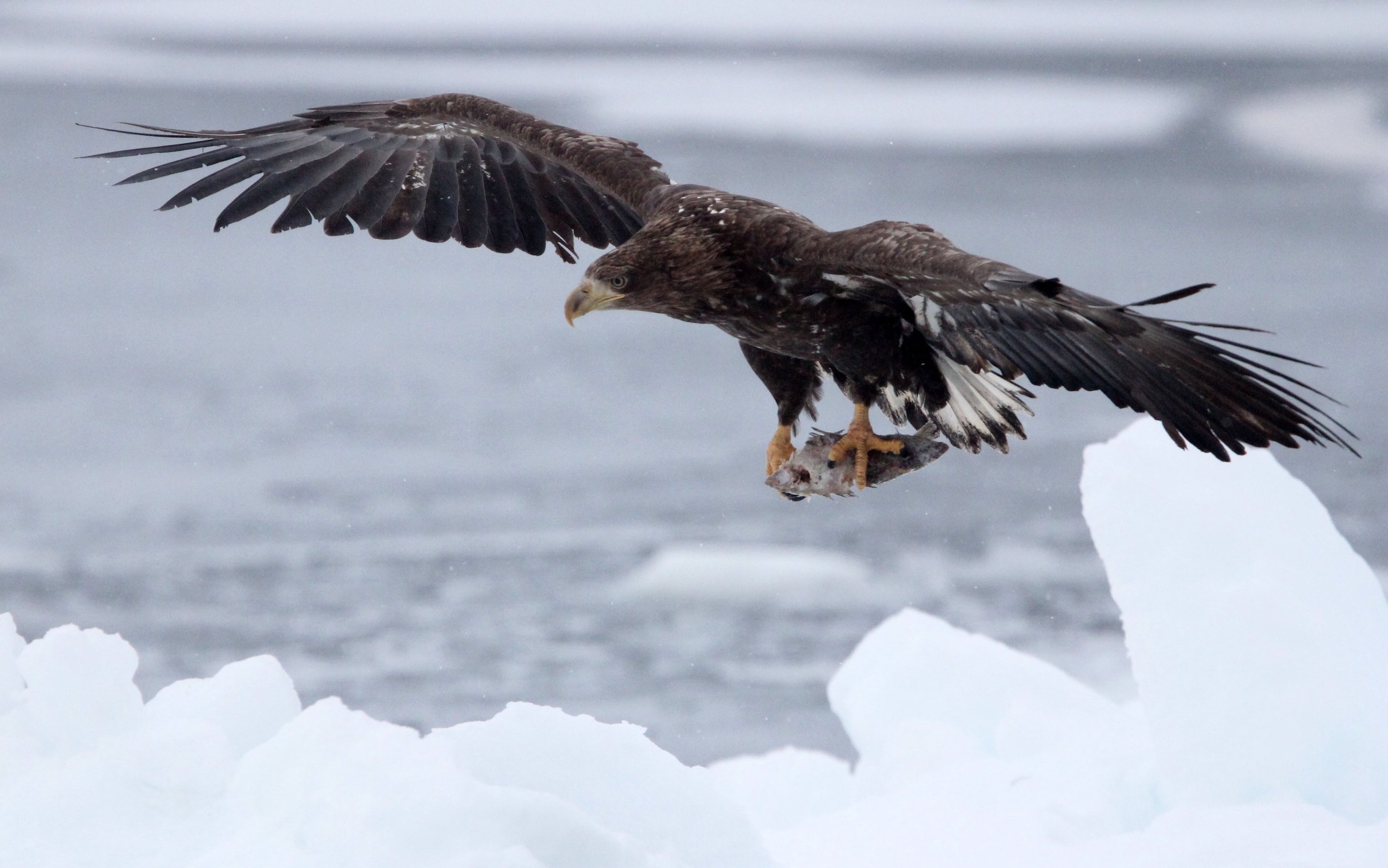 Haliaeetus albicilla - WHITE-TAILED EAGLE - RAUSU, SHIRETOKO PENINSULA, HOKKAIDO JAPAN (337).JPG