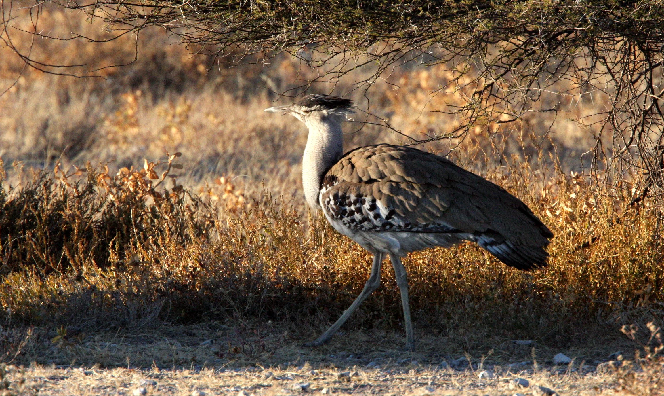 Kori bustard (Ardeotis kori) Etosha NP, Namibia (6).JPG