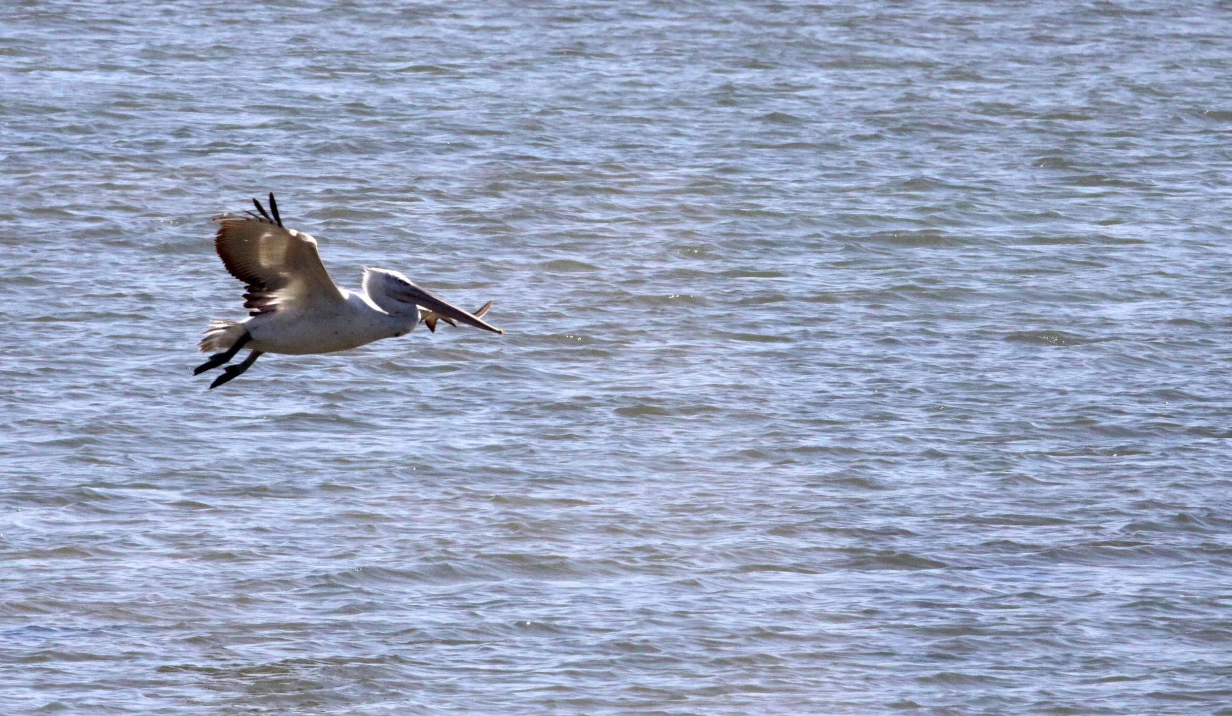 Pelecanus crispus - DALMATIAN PELICAN - GIR FOREST GUJARAT INDIA (82).JPG
