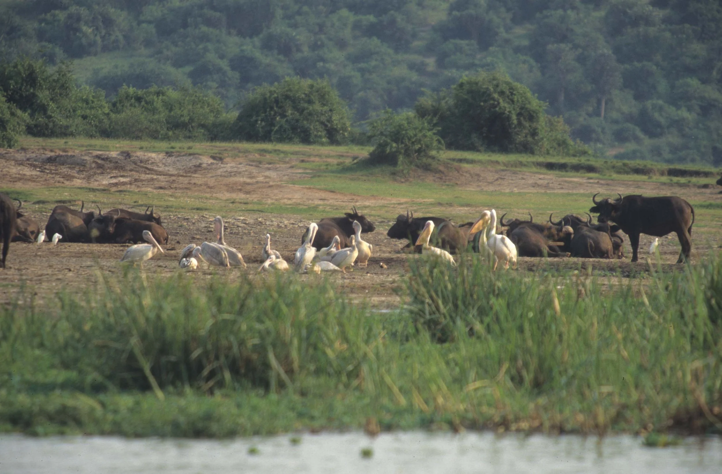 Pelecanus onocrotalus - GREAT AFRICAN WHITE PELICAN-  UGANDA QE (1).jpg