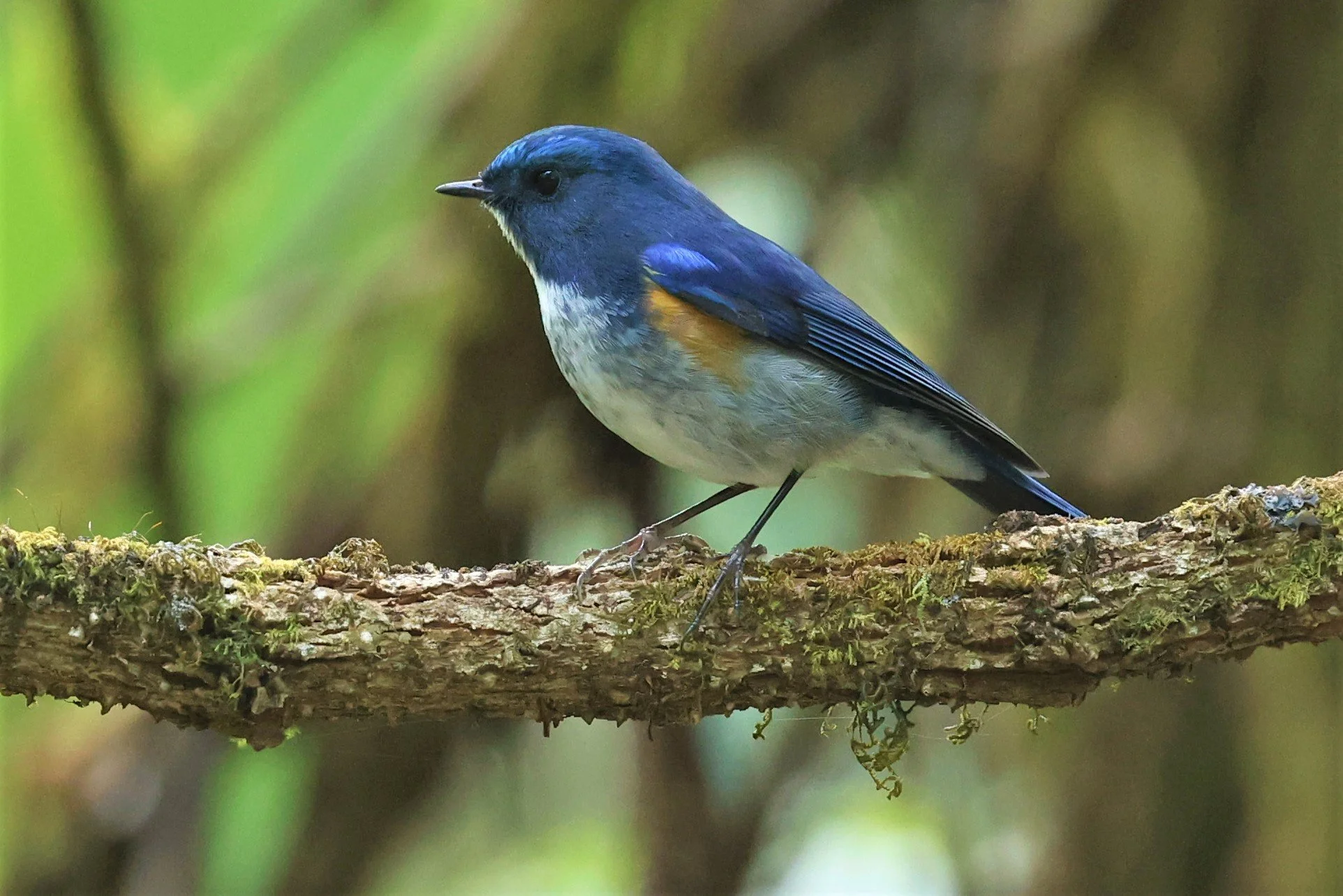 BLUETAIL - HIMALAYAN BLUETAIL - Tarsiger rufilatus - DOI PHA HOM POK NP DOI LANG EAST FEB 2022 (29).jpg