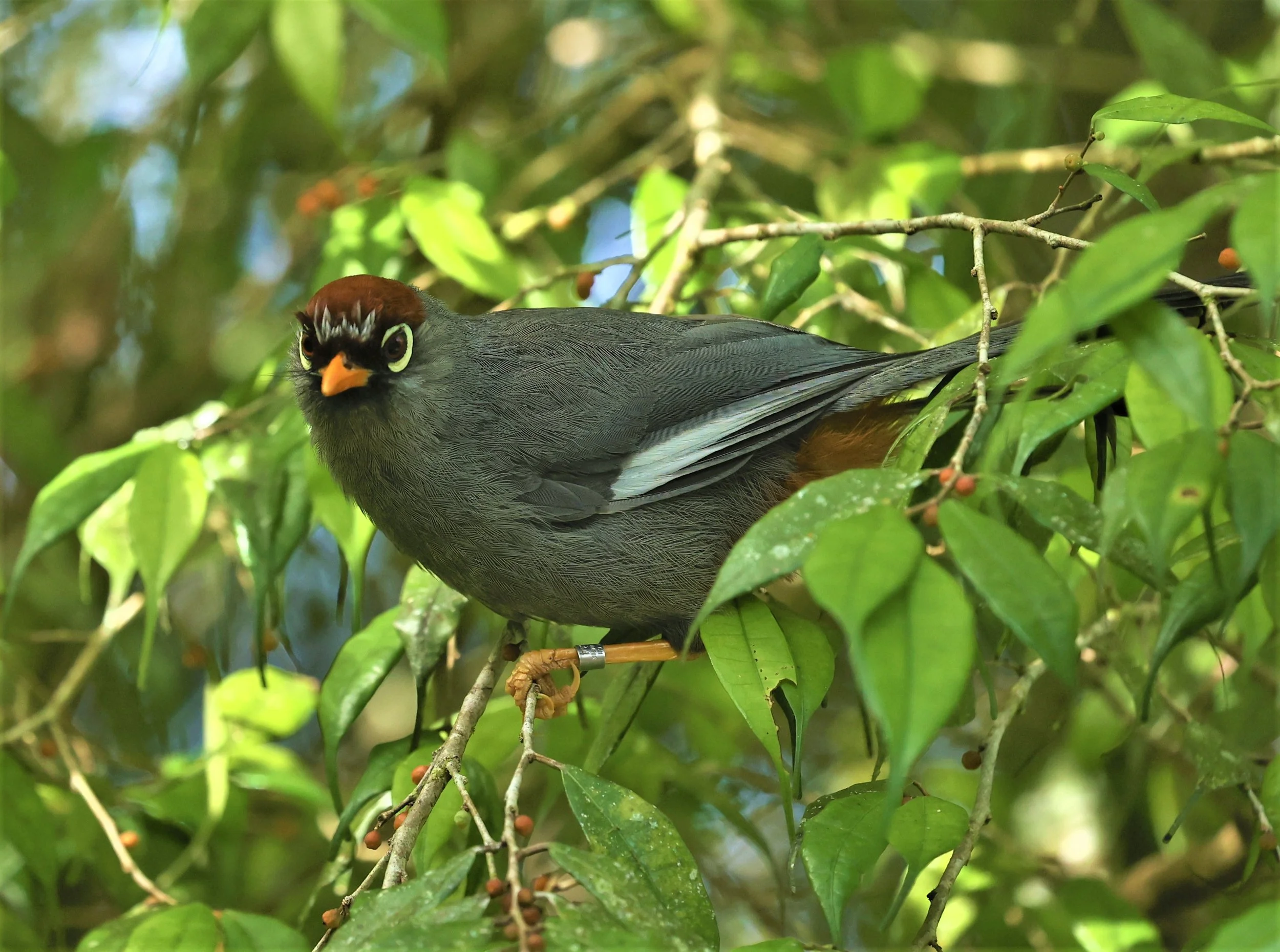 Pterorhinus mitratus - CHESTNUT-CAPPED LAUGHINGTHRUSH - FRASER'S HILL, MALAYSIA JUNE 2022 (12).jpg