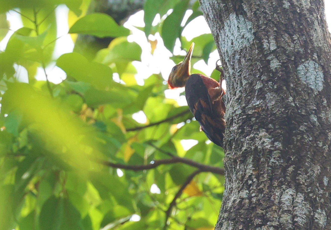 WOODPECKER - ORANGE-BACKED WOODPACKER - Reinwardtipicus validus - HALA BALA WILDLIFE SANCTUARY APRIL 2022 (13).jpg