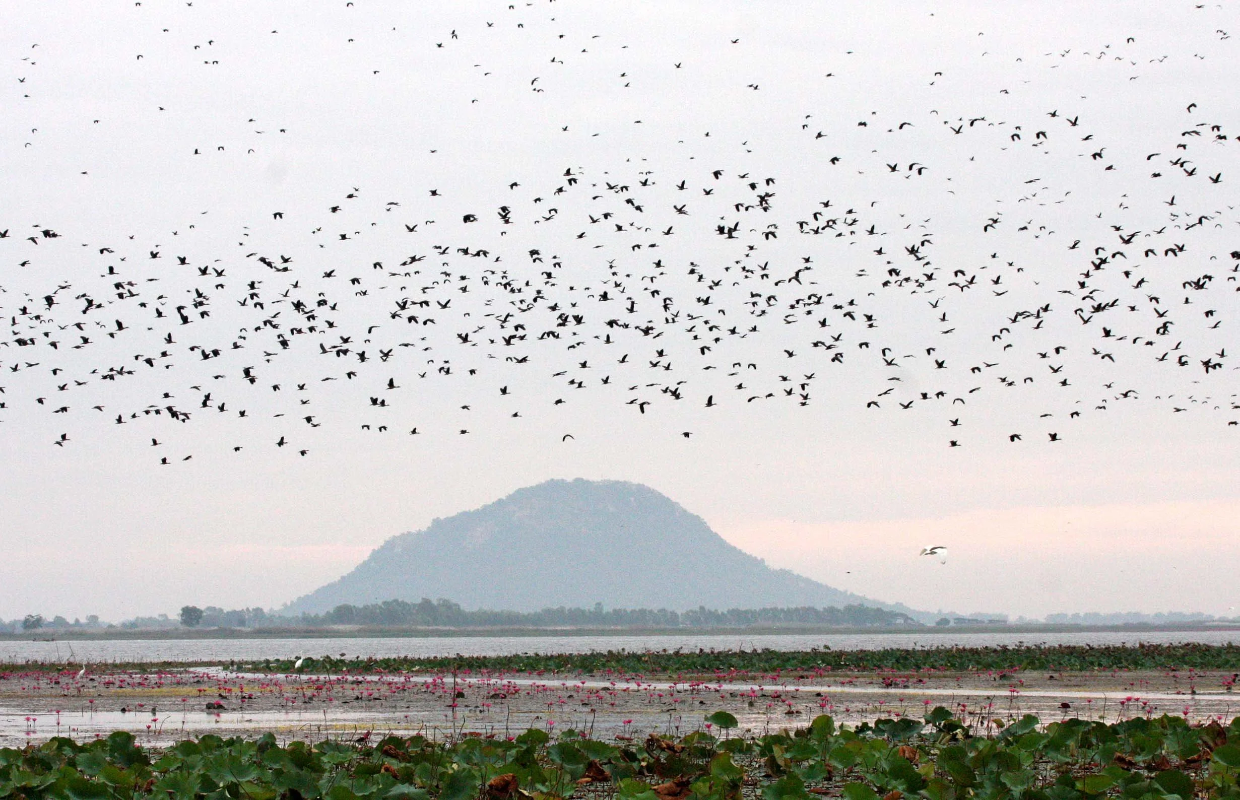 DUCK - LESSER WHISTLING DUCK  - Dendrocygna javanica - BUENG BORAPHET THAILAND (37).JPG