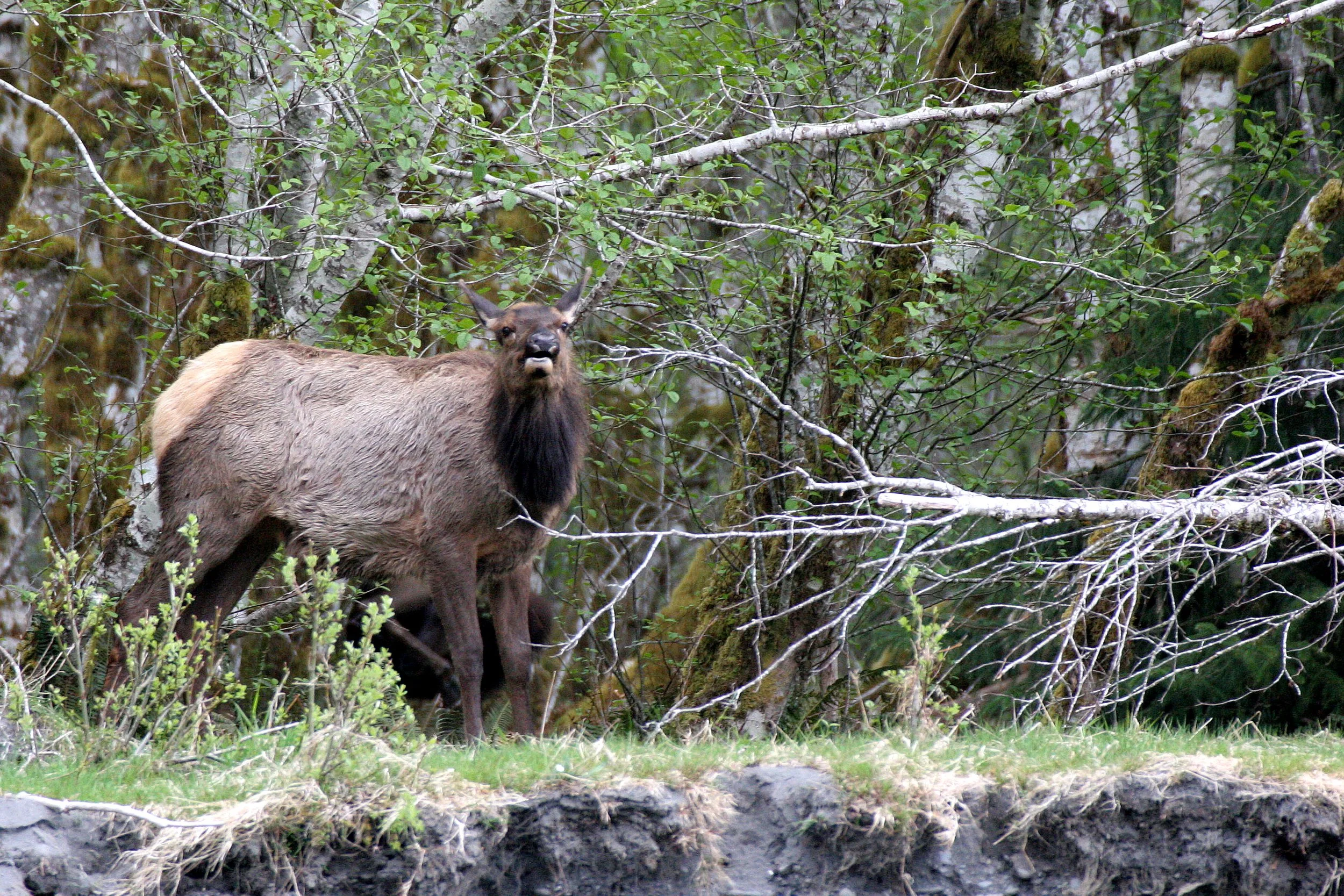 CERVID - ELK - ROOSEVELT ELK - CERVUS ELAPHUS ROOSEVELTI - HOH RIVER VALLEY - ONP WA (28).JPG