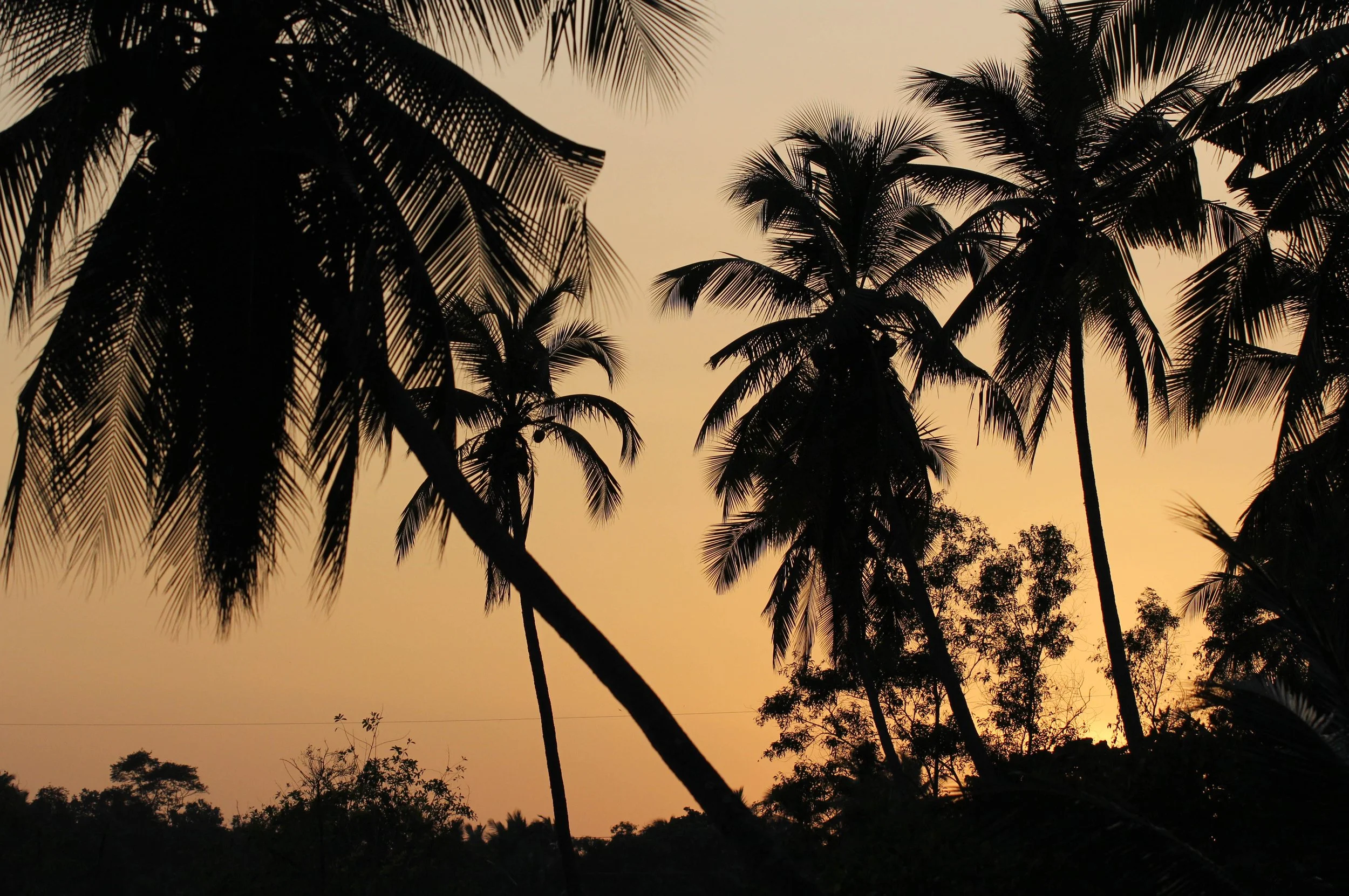 NIGAMBU FOREST AREA SRI LANKA PHOTO BY SOM SMITH (5).JPG