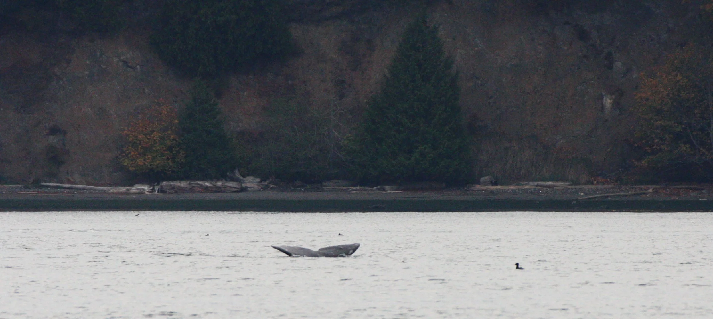 CETACEAN - GRAY WHALE - SALT CREEK WA (13).JPG