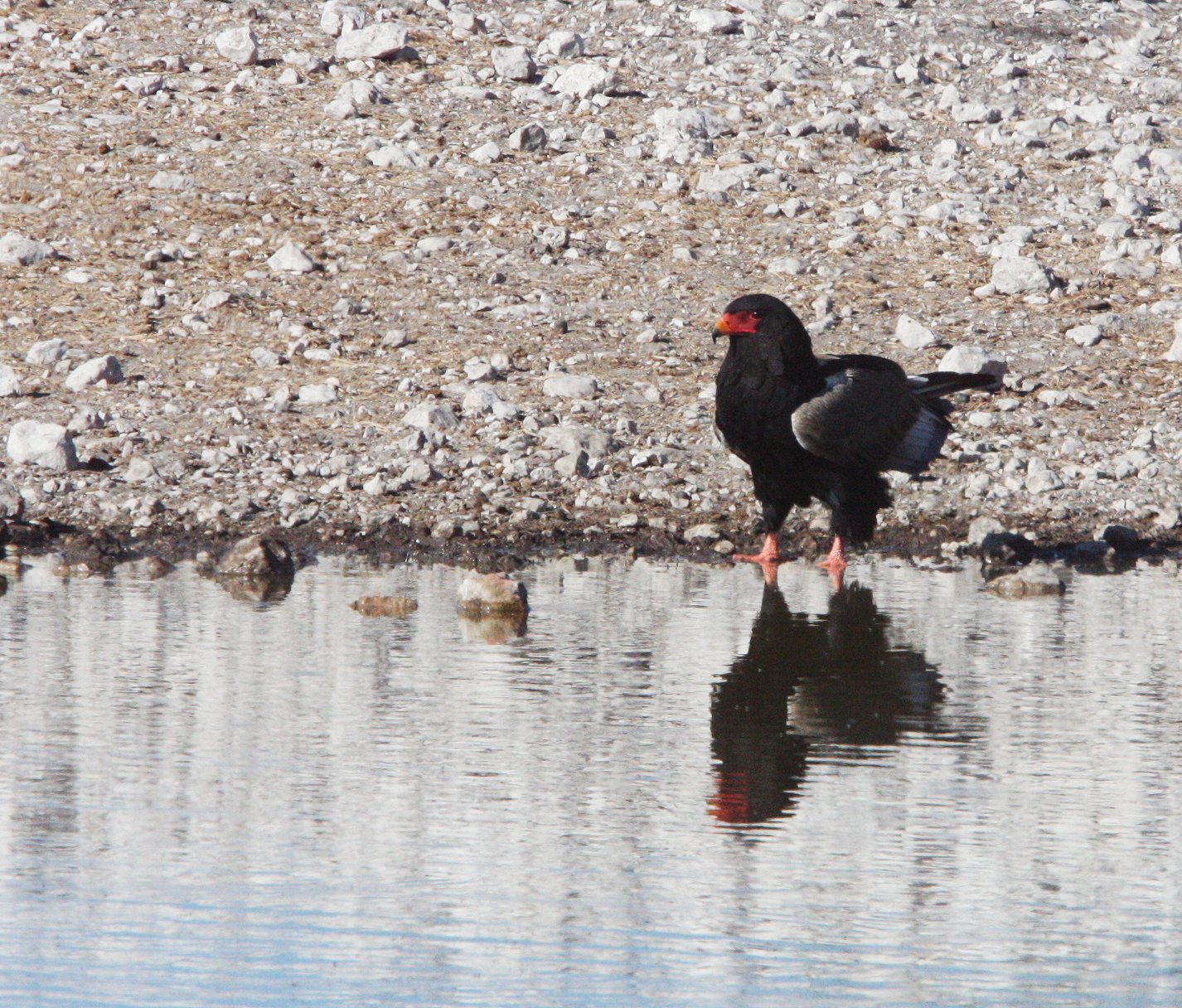 Terathopius ecaudatus - BATELEUR - ETOSHA NATIONAL PARK NAMIBIA (4).JPG