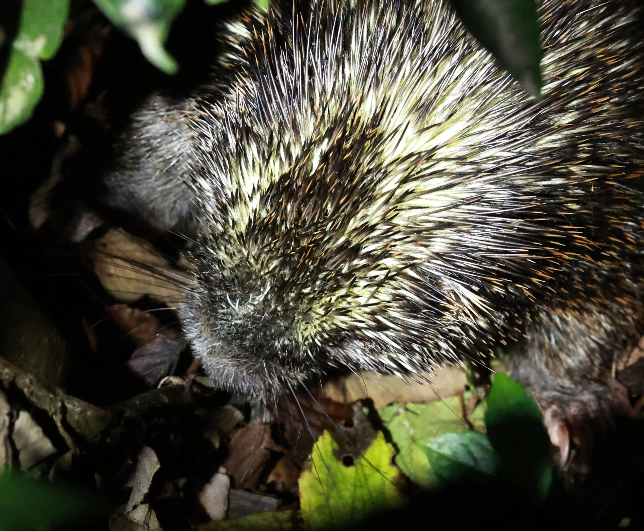 Genus Coendou. South American Porcupines — Coke Smith Wildlife