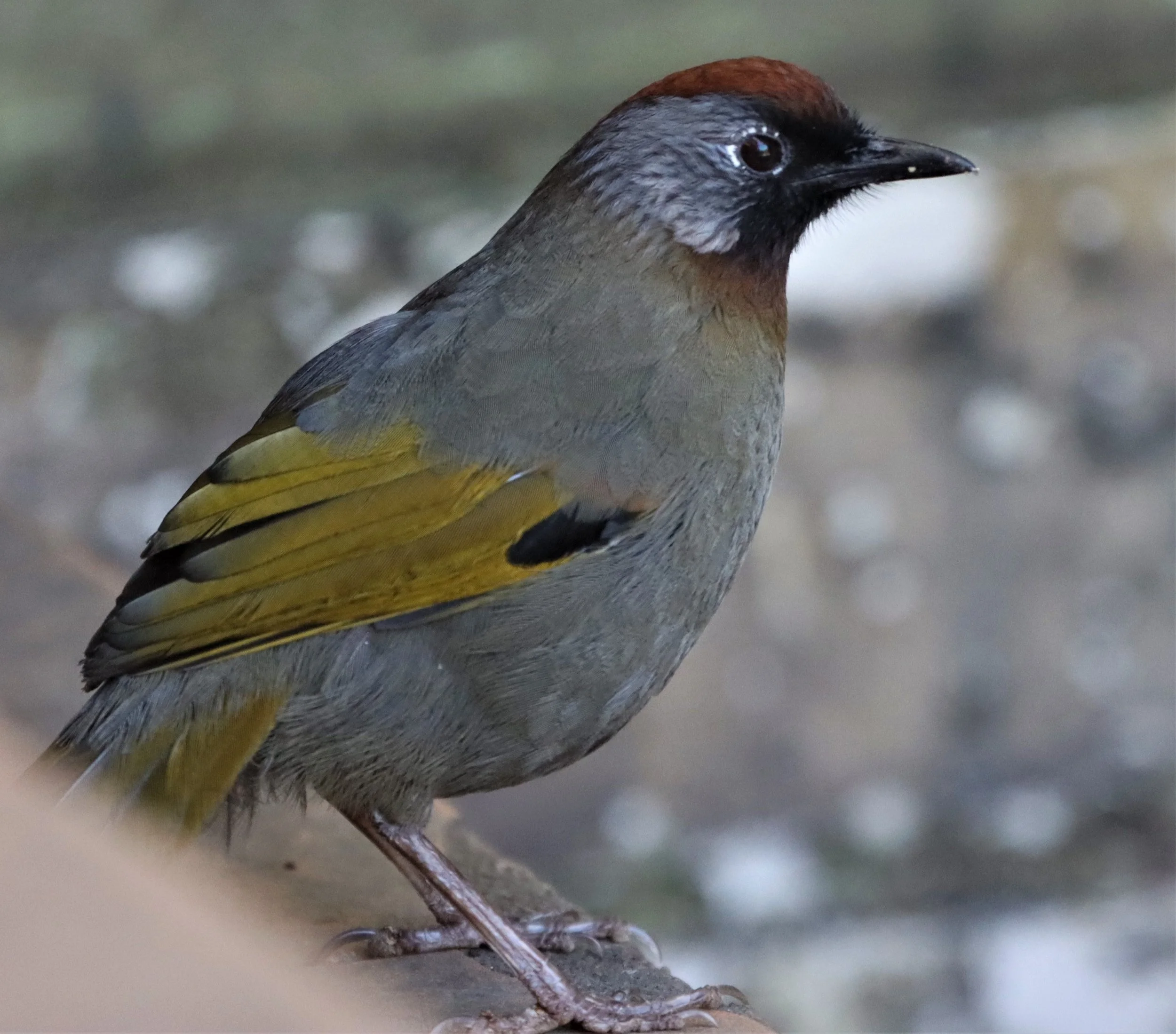 LAUGHINGTHRUSH - CHESTNUT-CROWNED LAUGHINGTHRUSH - Garrulax erythrocephalus - DOI INTHANON SUMMIT (3).jpg