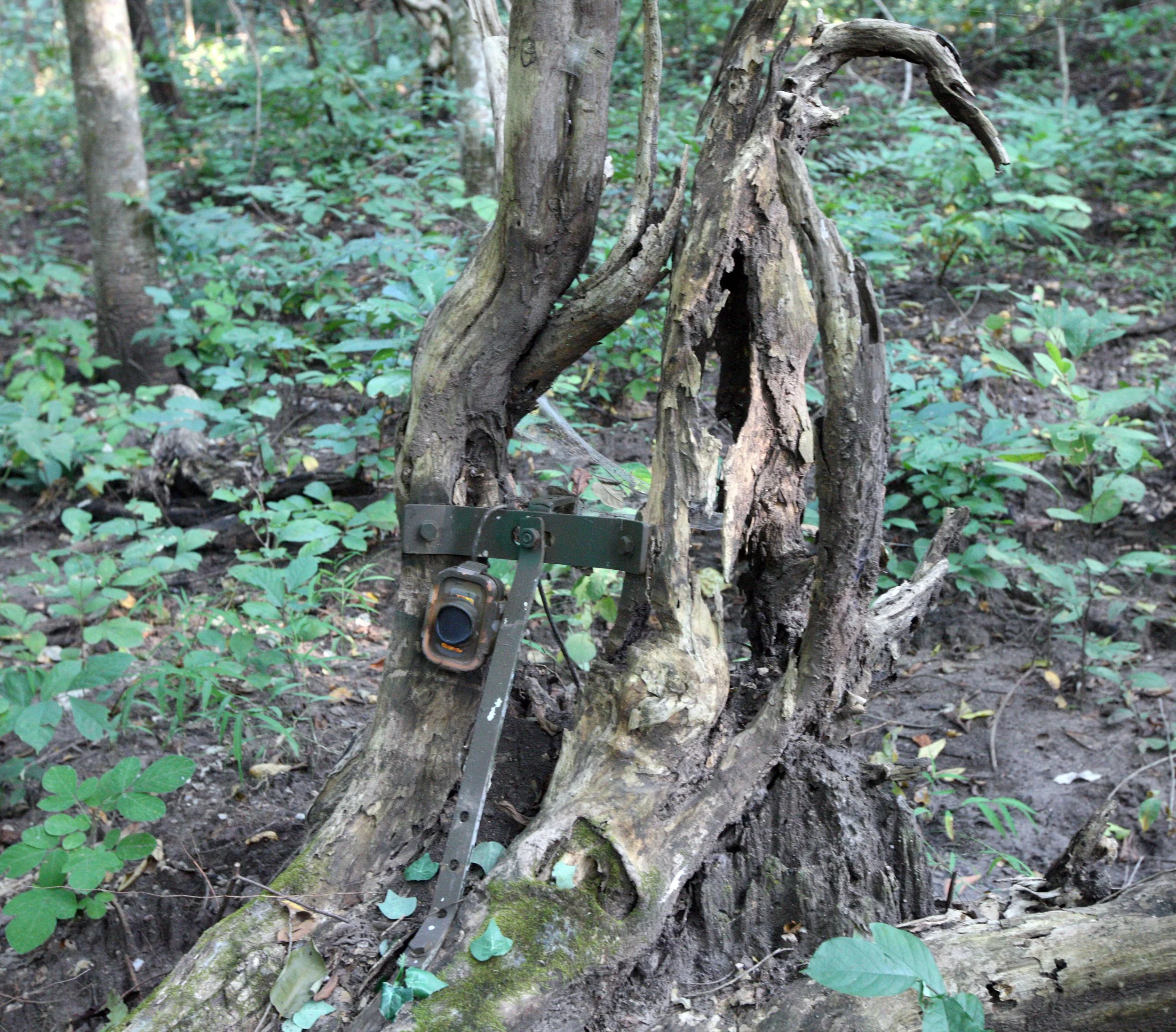 2014 Huai Kha Khaeng Bruce Kekule Trip (178).JPG