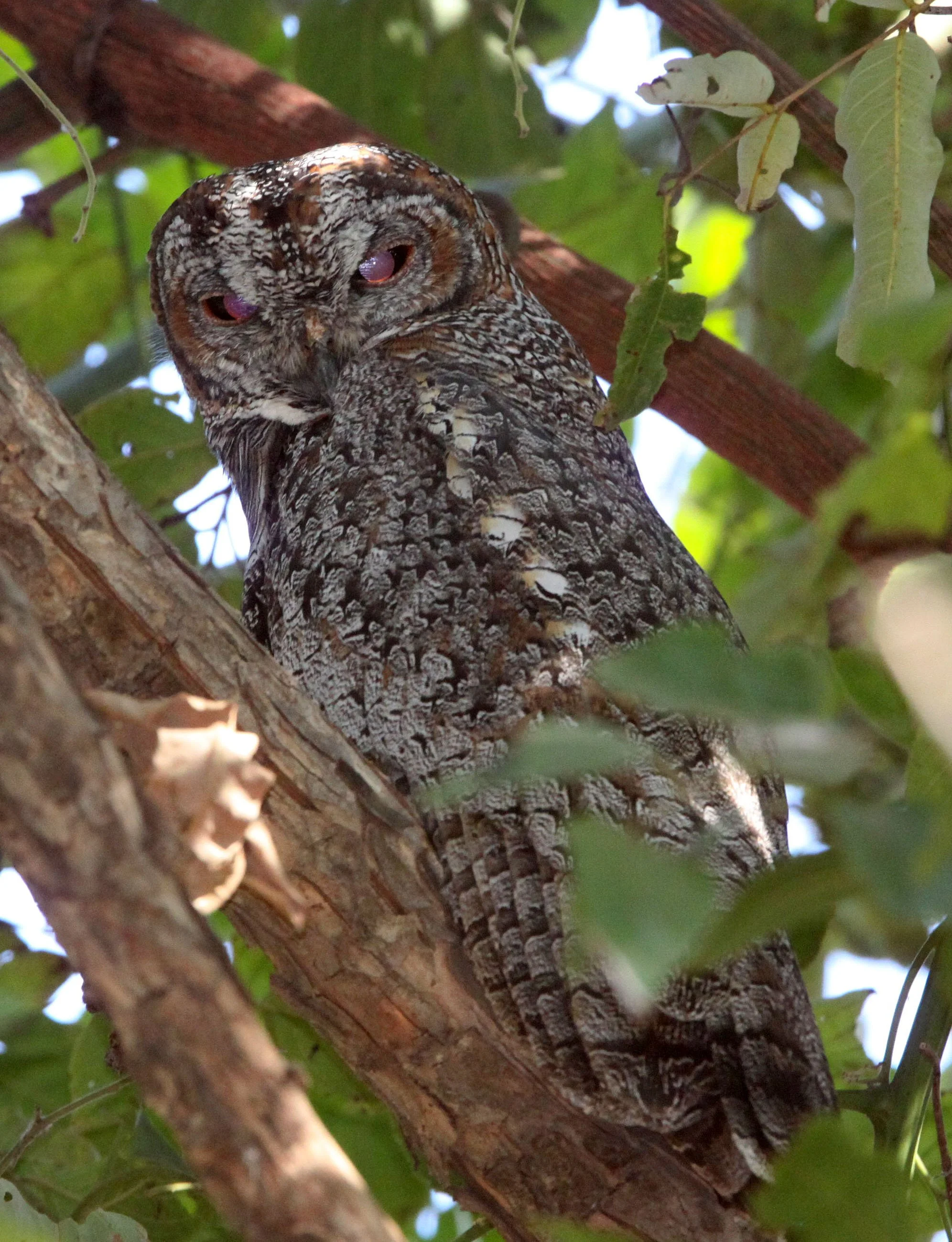 Strix ocellata - MOTTLED WOOD OWL - BANDHAVGAR NATIONAL PARK INDIA (15).JPG