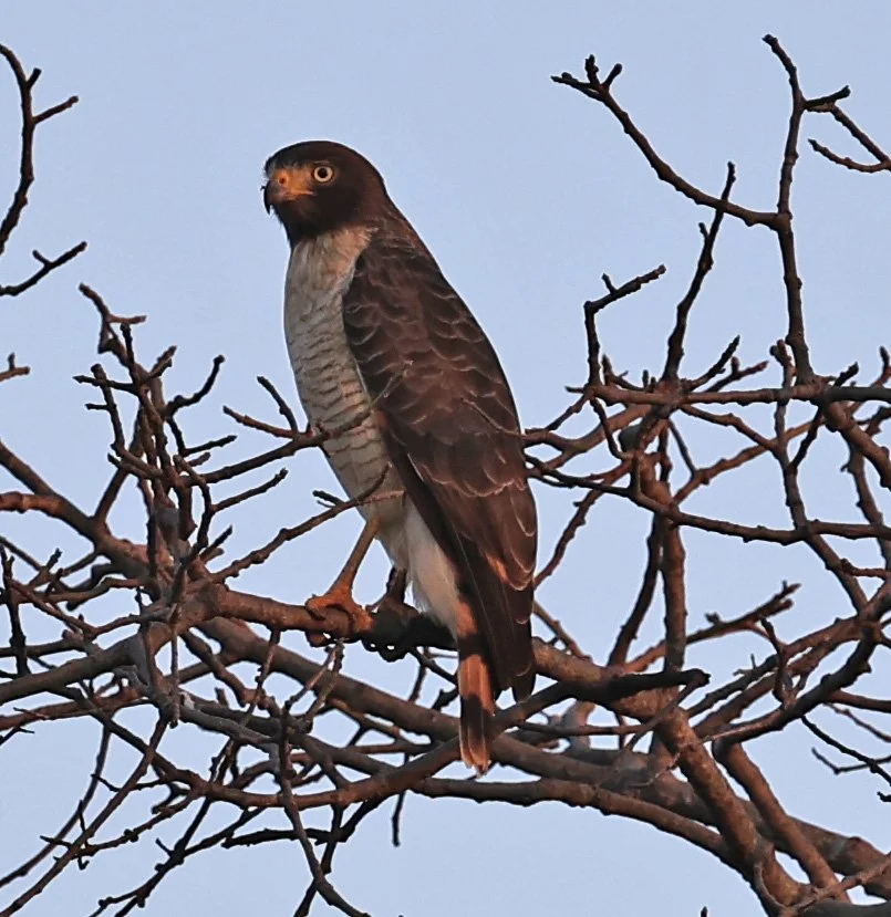 Roadside Hawk (Rupornis magnirostris) Agua Dulce Paraguay