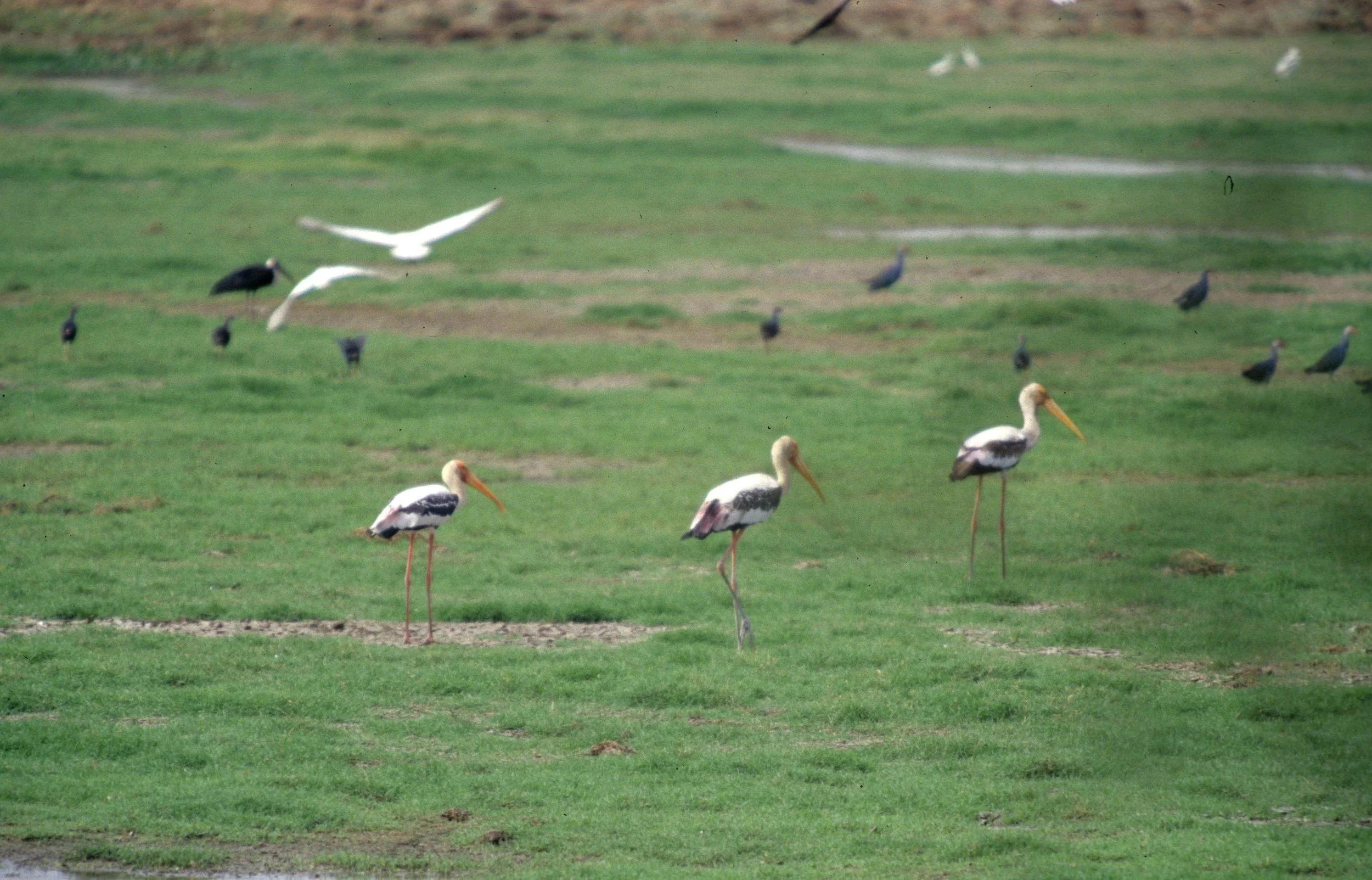 BIRD - CRANE - SARUS CRANE - KALEODEO INDIA.jpg
