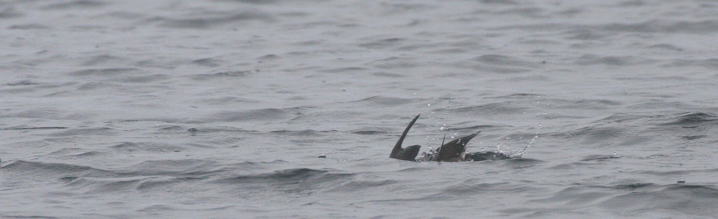 Cerorhinca monocerata - RHINOCEROS AUKLET - MONERONE ISLAND RUSSIA (1).jpg