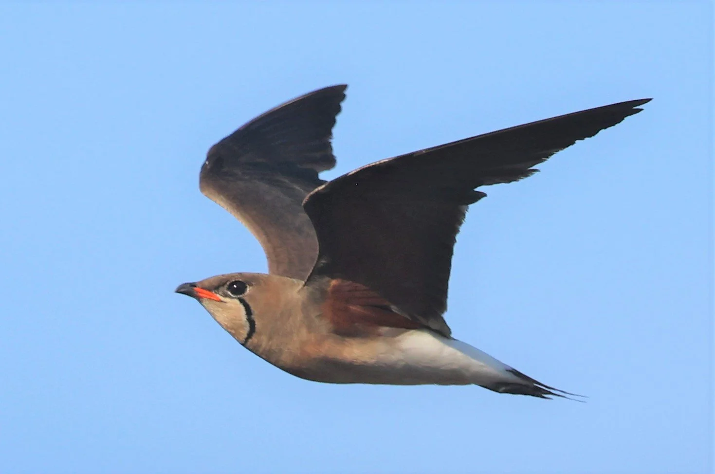 PRATINCOLE - ORIENTAL PRATINCOLE - Glareola maldivarum - TAP YAO RICEFIELDS LAT KRABANG - APRIL 23 2022 (38).jpg