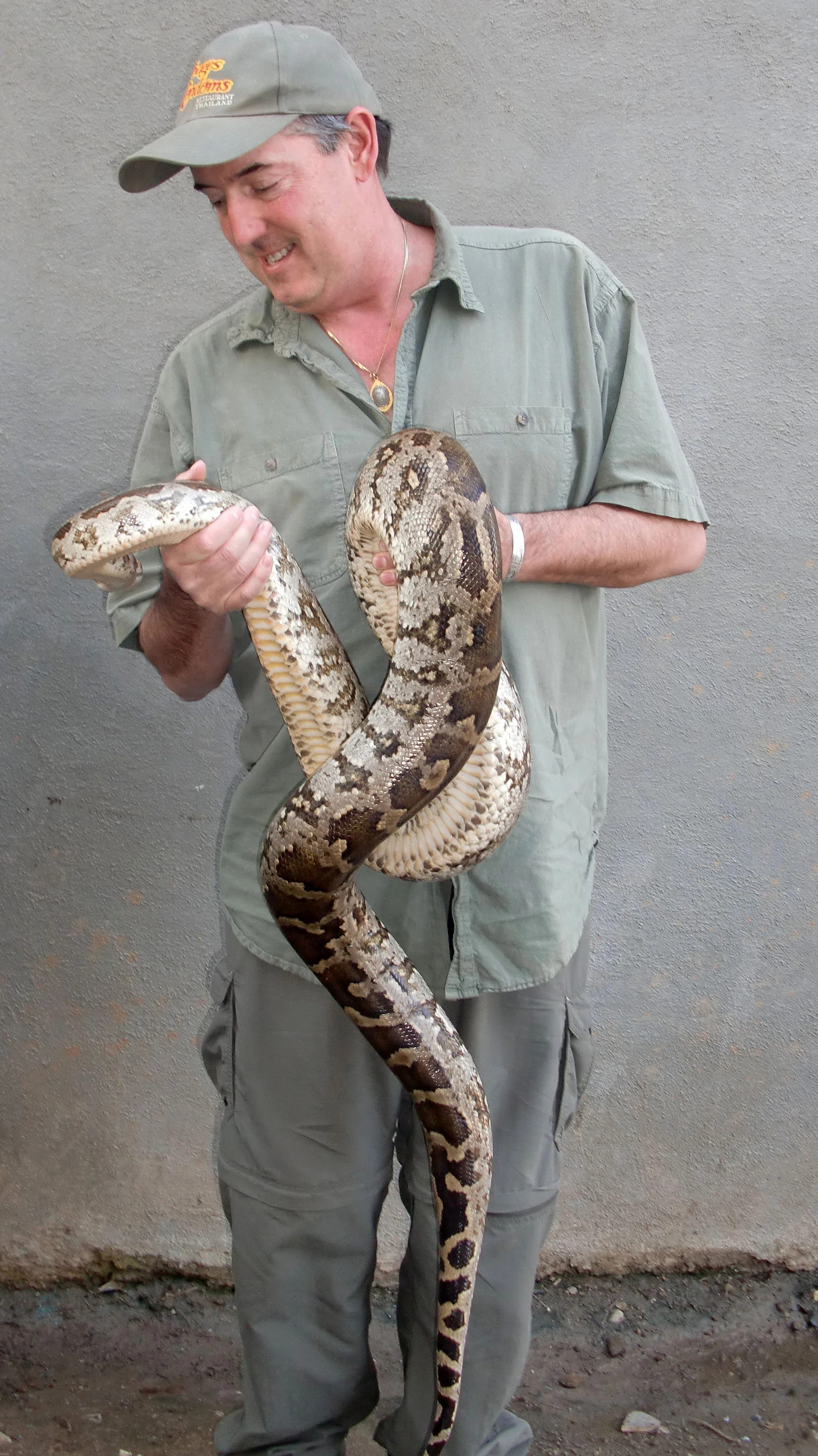 Indian Rock Python (Python molurus) India