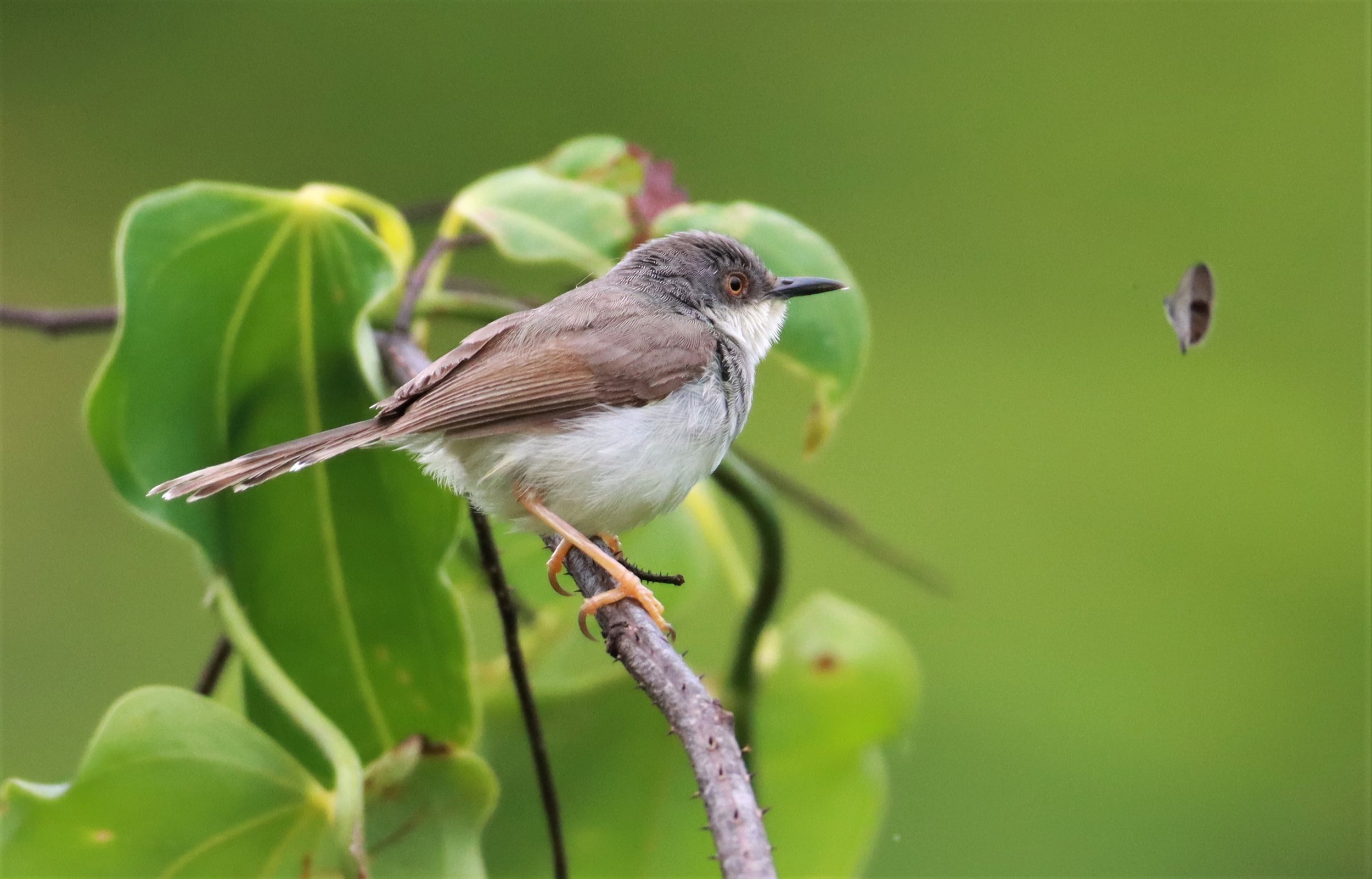 PRINIA - GREY-BREASTED PRINIA - Prinia hodgsonii - NONG YA PLONG PETCHABURI (7).jpg